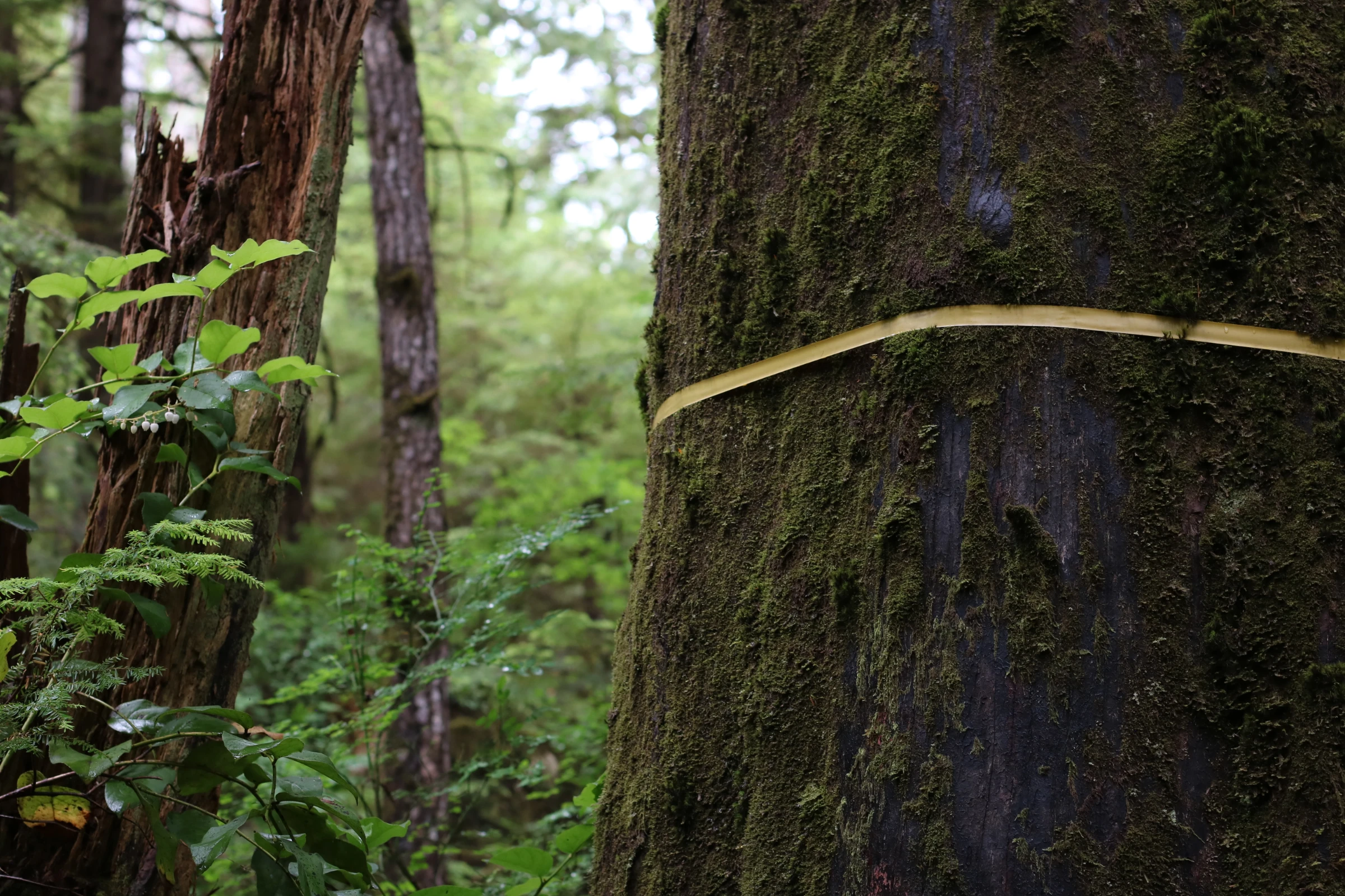 A 'monumental” tree – big and of high enough quality for traditional uses like totem poles or canoes – f is marked out for protection in Haida Gwaii, on Graham Island, Canada. July 24, 2024. Thomson Reuters Foundation/Jack Graham