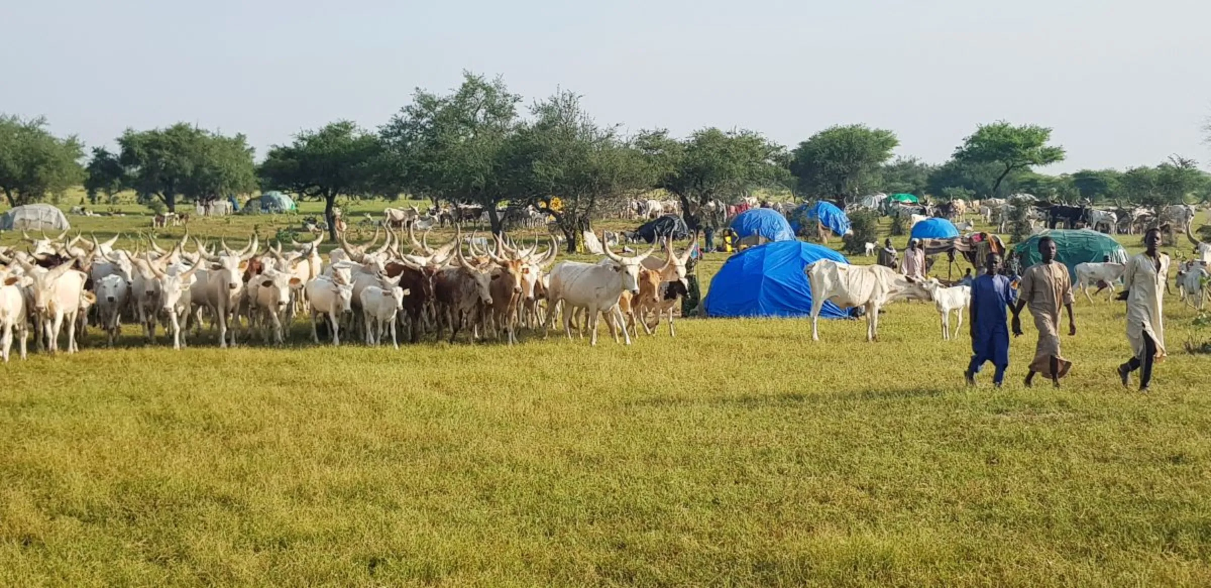 Boys move in the temporary nomad camp, as the herd of cattle prepares to leave to seek new suitable pastures, in Lake Chad province, Chad, September 11, 2022. REUTERS/Mahamat Ramadane