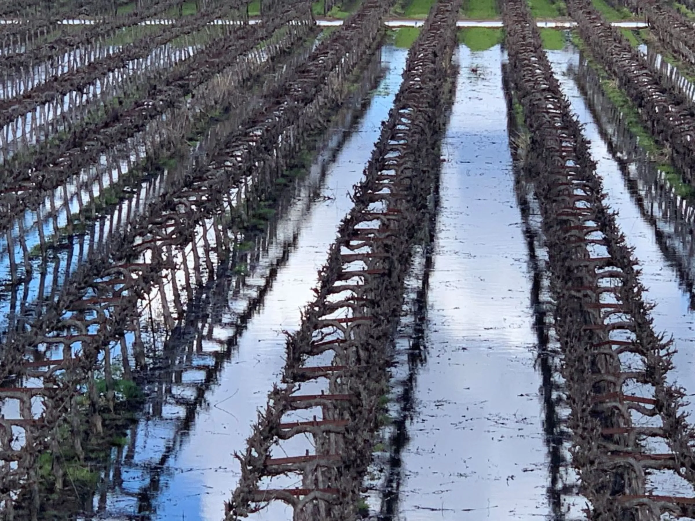 Vineyards are flooded amid groundwater recharge efforts on January 29, 2021, along the Cosumnes River in northern California. Michael Wackman/Handout via Thomson Reuters Foundation