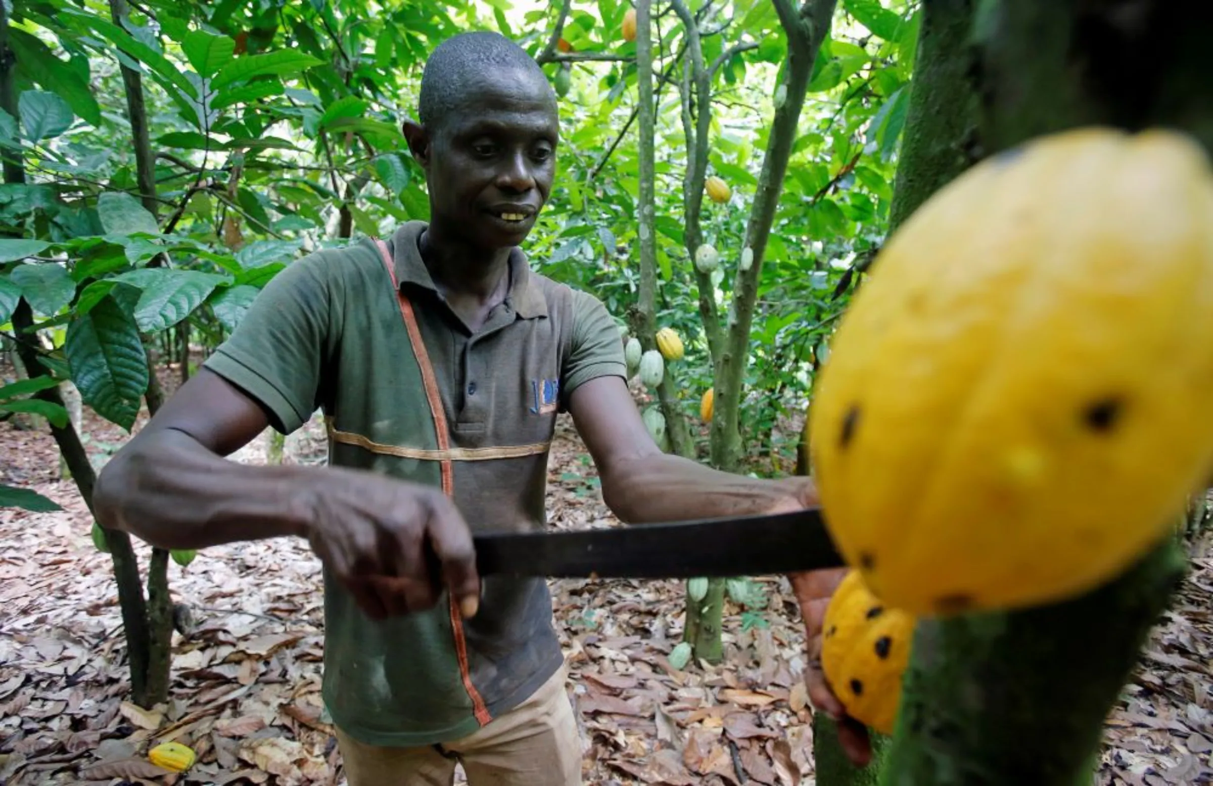 A man cuts a cocoa pod from a tree on a plantation in Toumodi, Ivory Coast October 13, 2018