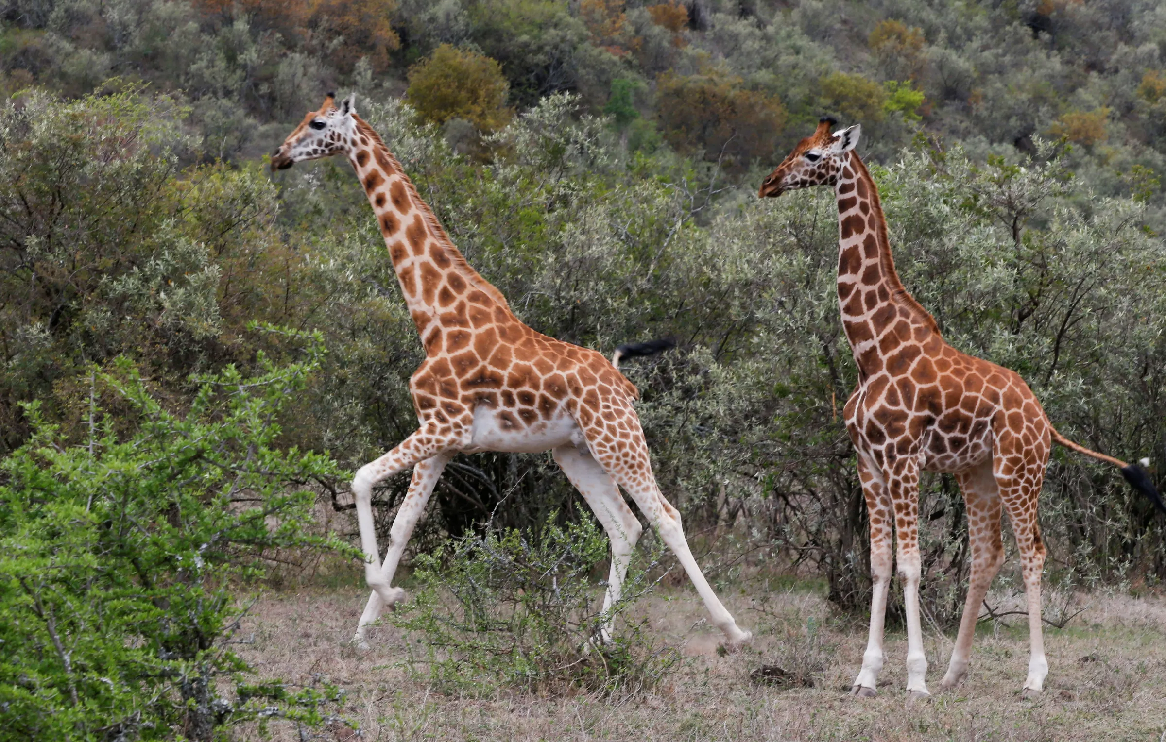 Giraffes run at the Soysambu Conservancy in Nakuru, Kenya