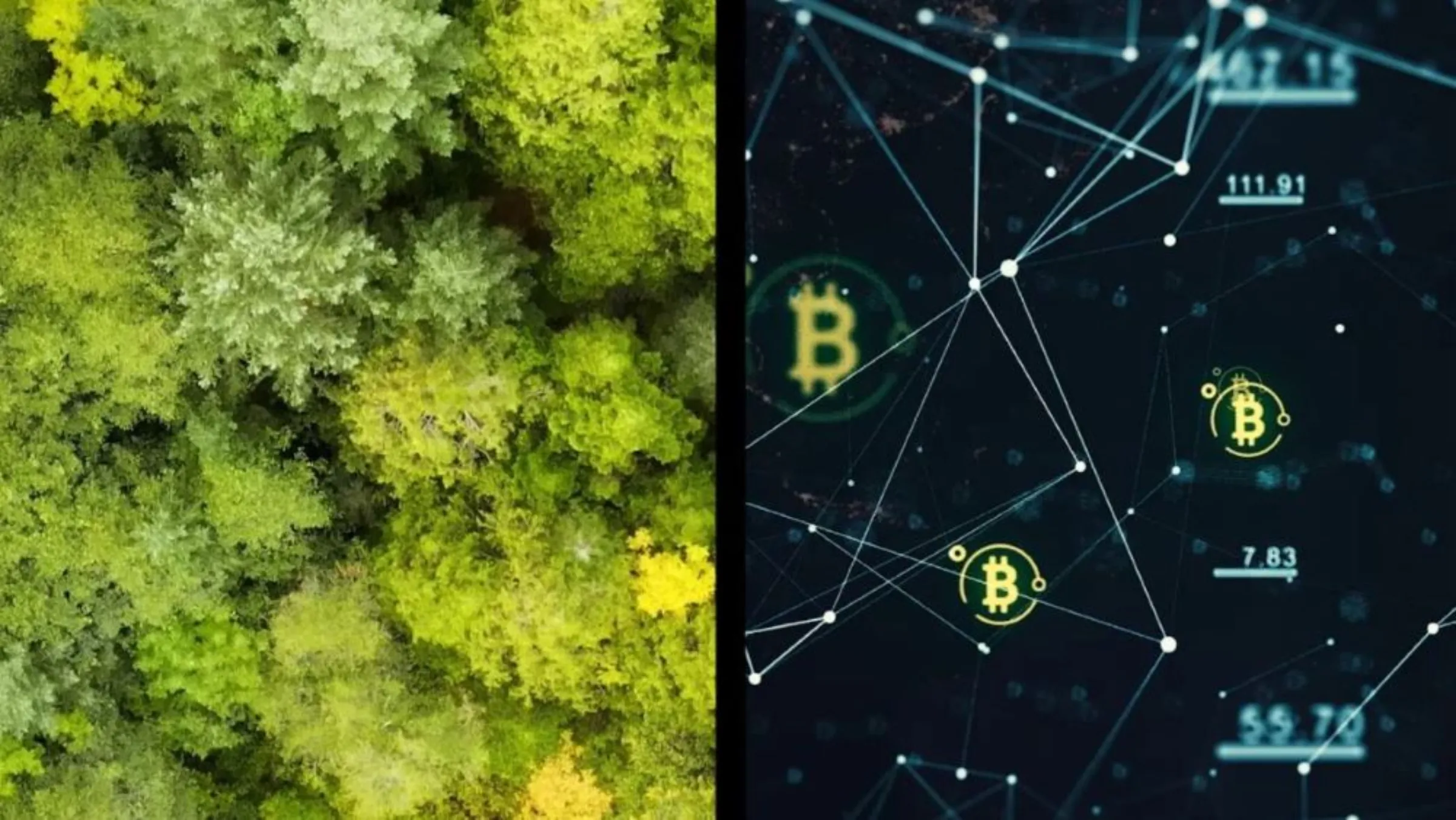 A graphic for the Context video 'Can you fight the climate crisis with crypto?'. The Graphic is a split screen, showing an illustration of a thick canopy of green trees as seen from above on the left hand side, and an illustration of the Bitcoin B with numbers scattered and connected by lines and points on the right