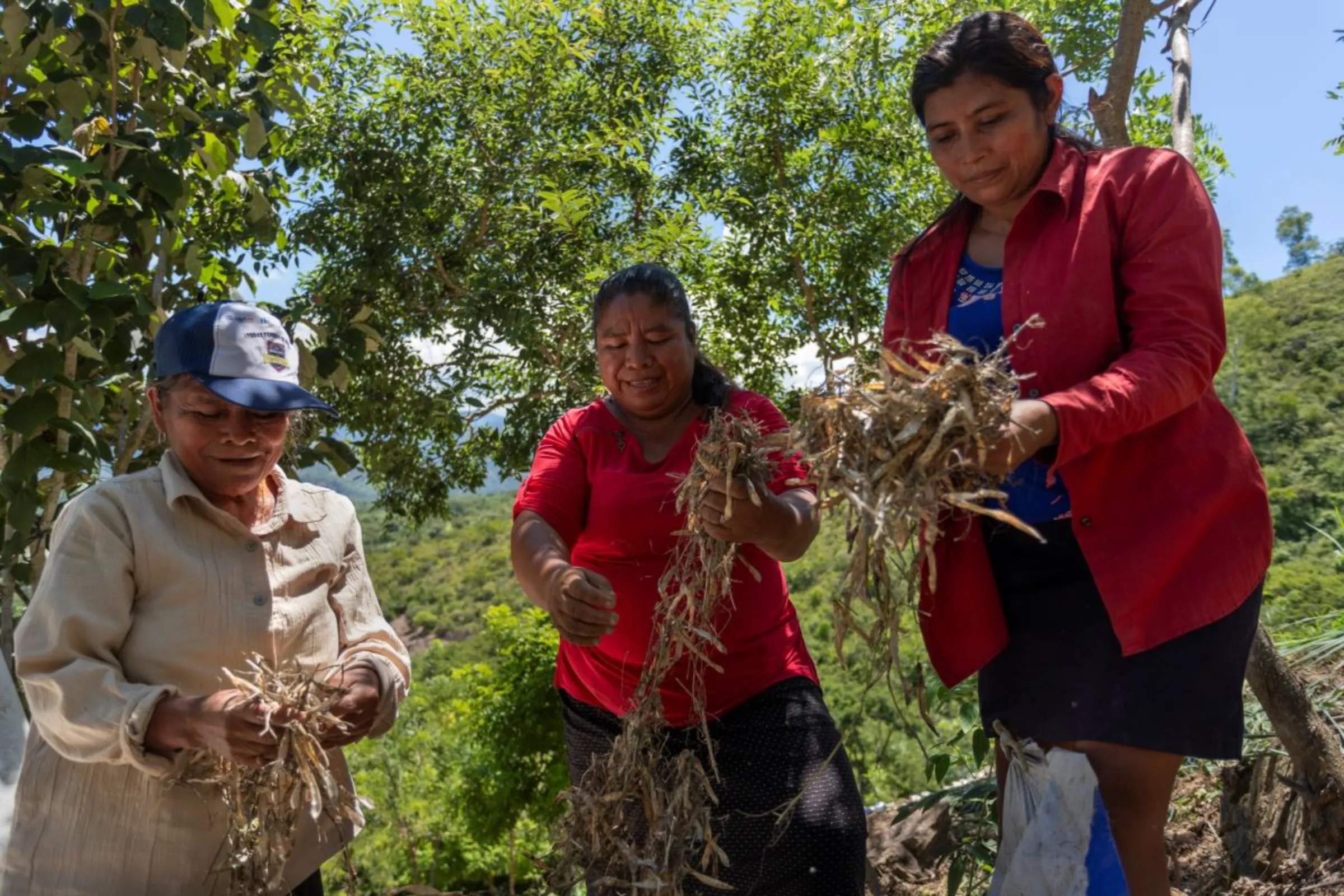 Farmer Gloria Diaz, middle, alongside fellow bean farmers prepare organic fertilizer on their communal plot of land near the town of Ipala in the province of Chiquimula, Guatemala, September 6, 2023/Thomson Reuters Foundation/Fabio Cuttica