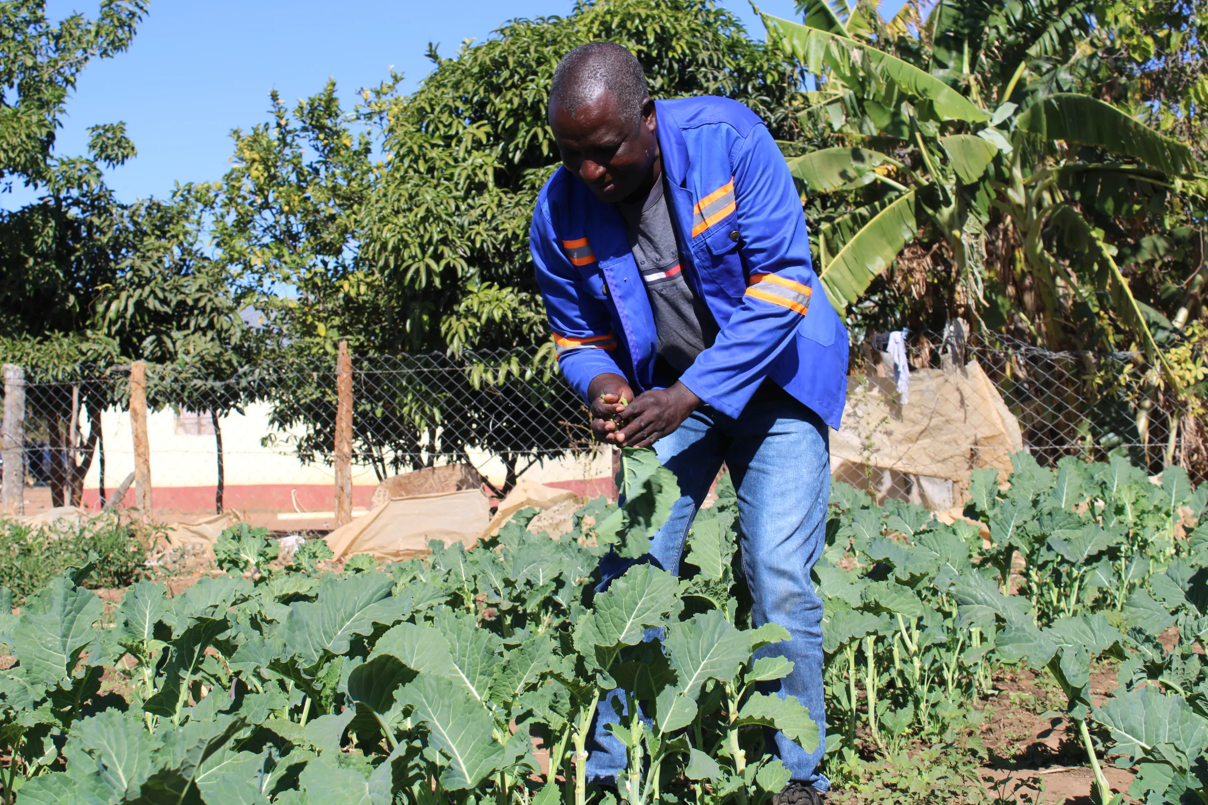 Farmer Bongani Ndlela tends to his vegetable garden in Bubi, Zimbabwe
