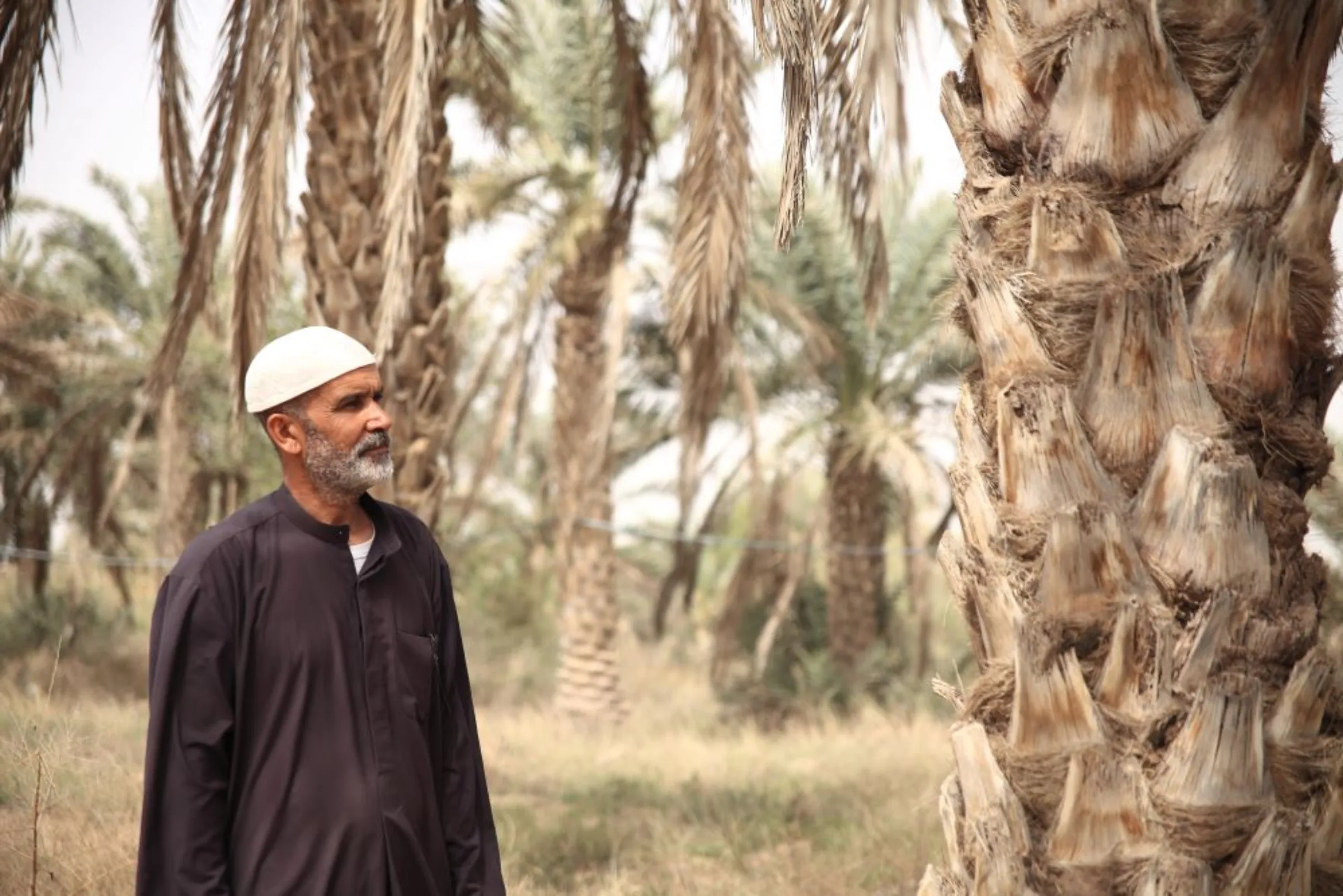 Farmer Qasim Abdul Wahad looks at one of his date palms which are struggling due to salination and lack of water near the village of Abu Al-Khaseeb in southern Iraq’s Basra governorate, March 6, 2022