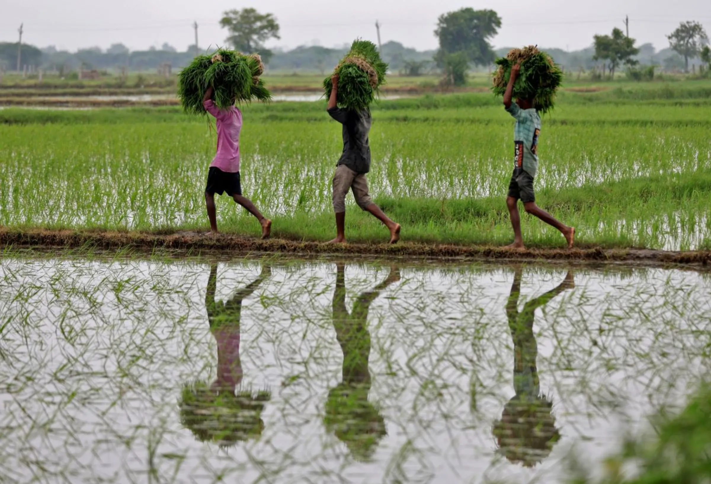 Farm labourers carry rice saplings for planting in a field on the outskirts of Ahmedabad, India, July 21, 2023