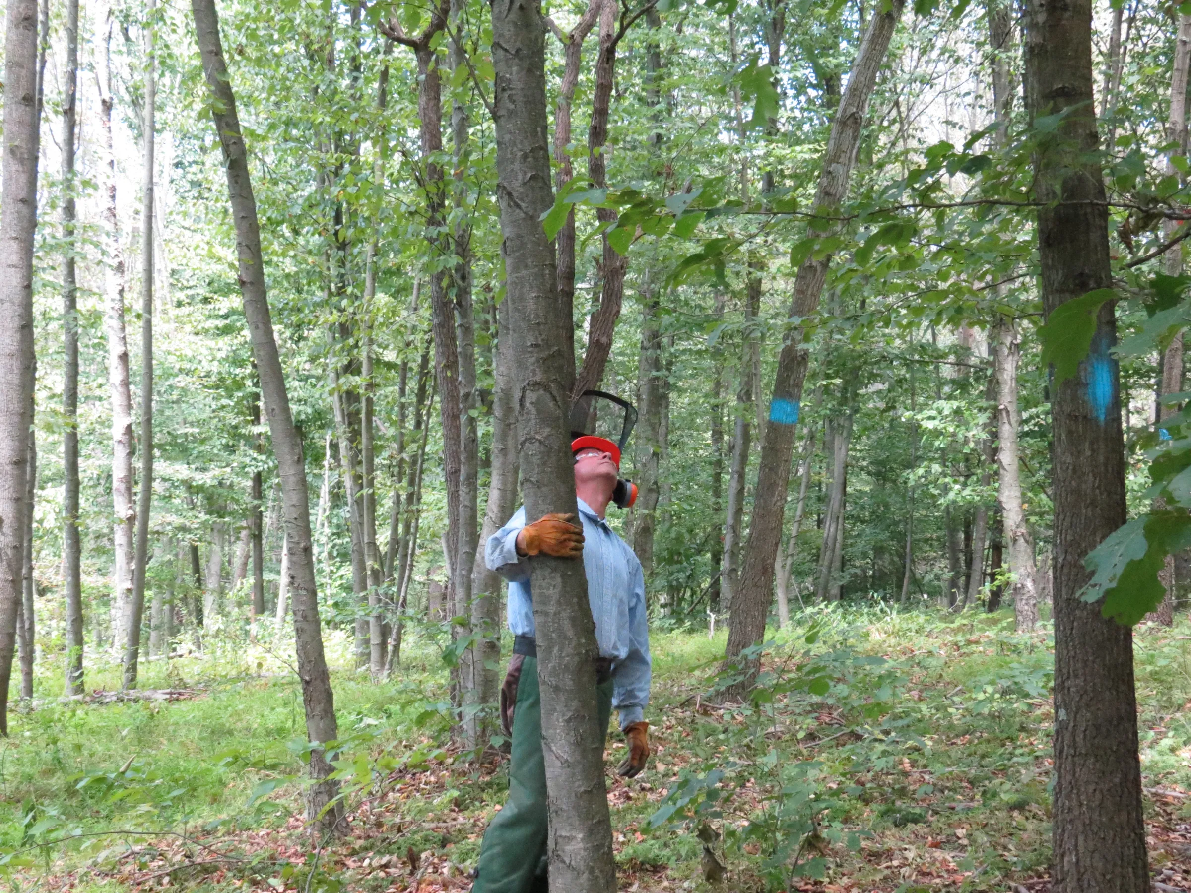 A man stands with his arm wrapped around a tree in the middle of a forest