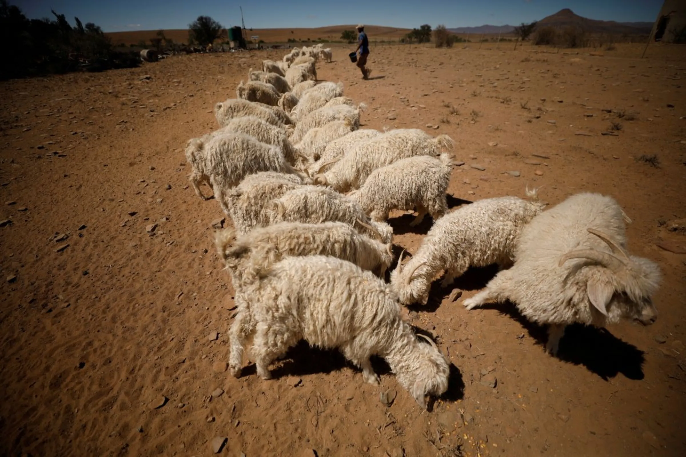 A farm worker distributes a line of feed to Angora goats near drought-stricken Graaff-Reinet, South Africa, November 16, 2019