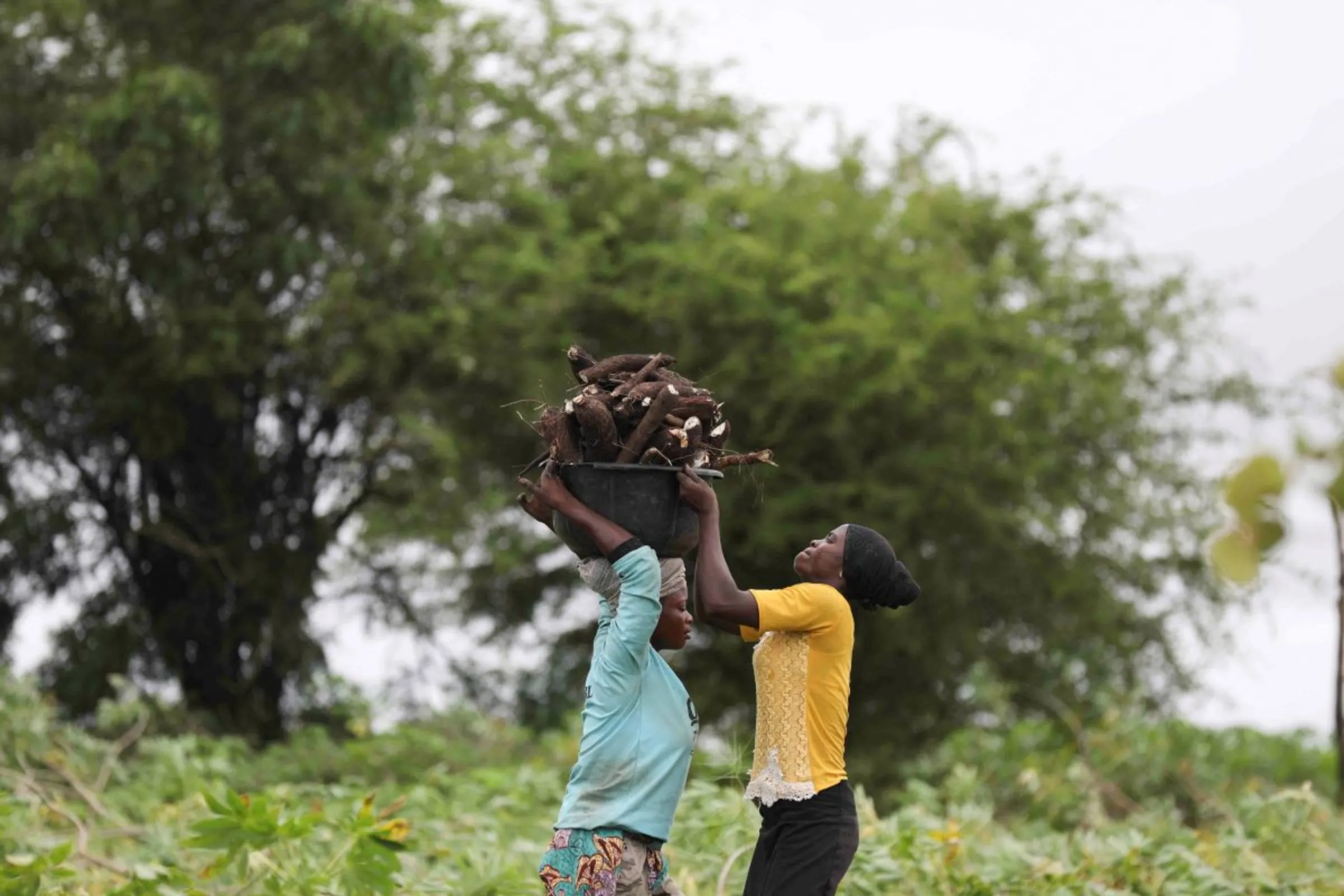 Farmers carry a basin of cassava after a harvest on a farm in Oyo, Nigeria May 18, 2023