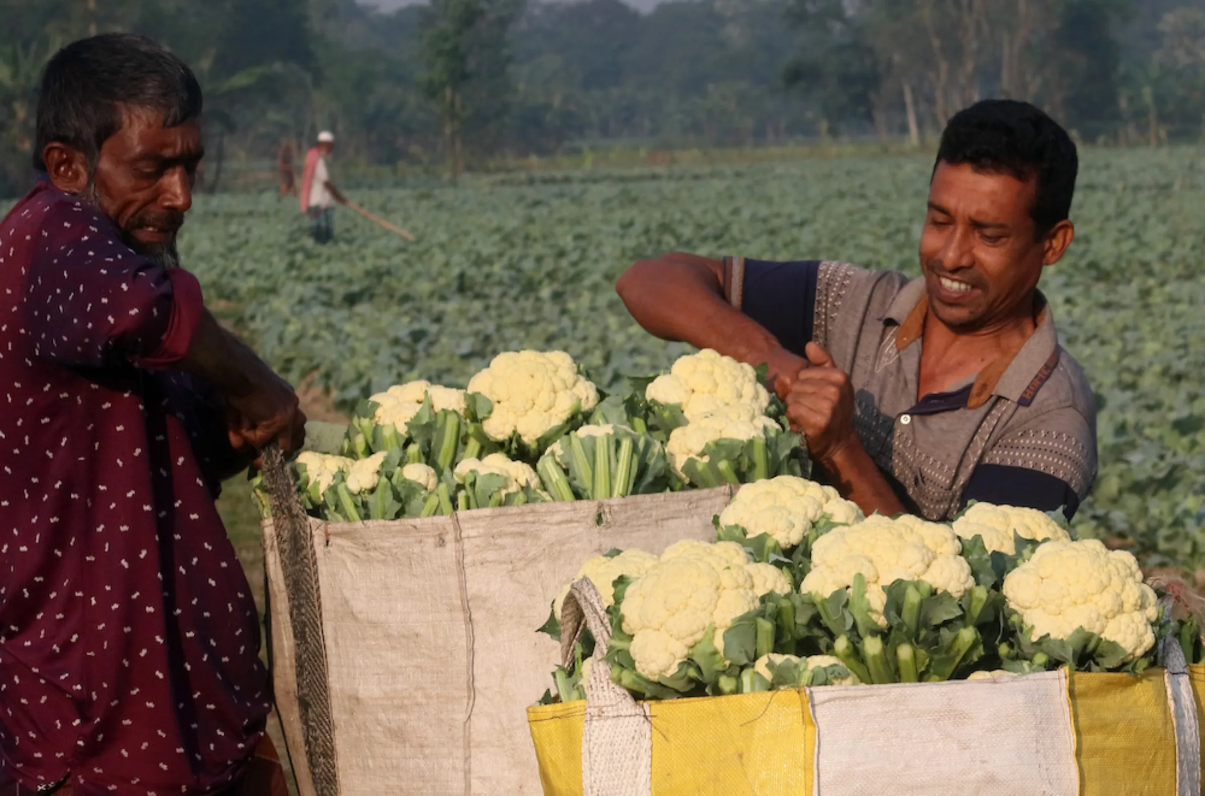 Farmers Hafiz and Motaleb pack up their cauliflower to take to market, in Rajshahi, Bangladesh, October 28, 2022