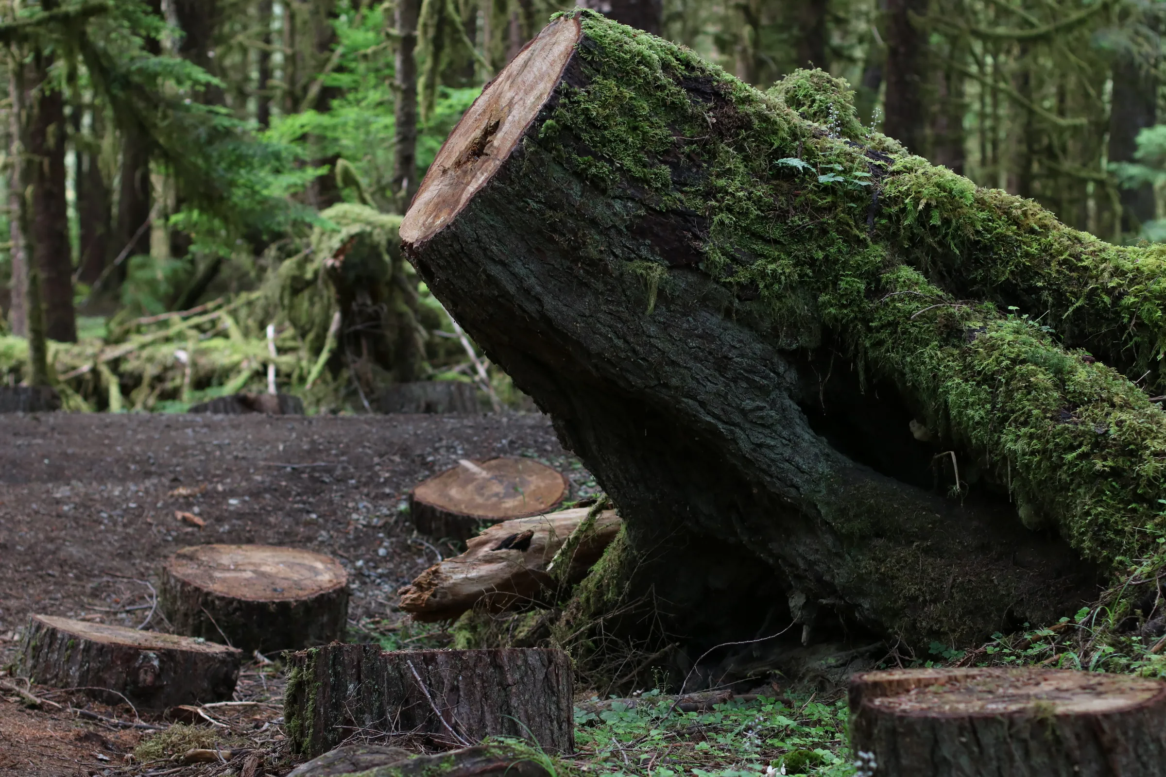 The Haida fought logging in Canada. Now they control its future | Context