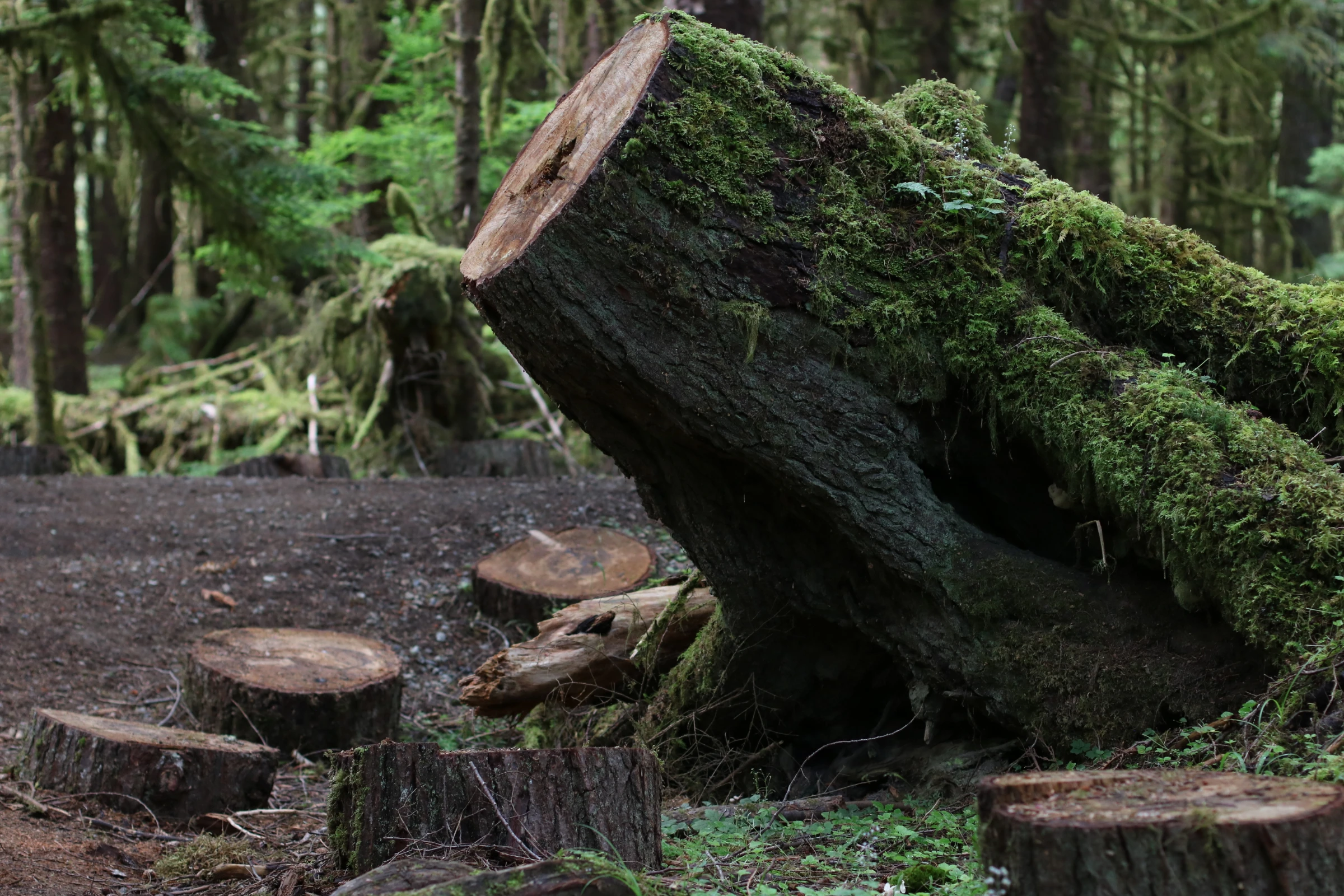 The stump of a tree covered in mosses on the Golden Spruce trail in Haida Gwaii, on Graham Island, Canada. July 23, 2024. Thomson Reuters Foundation/Jack Graham