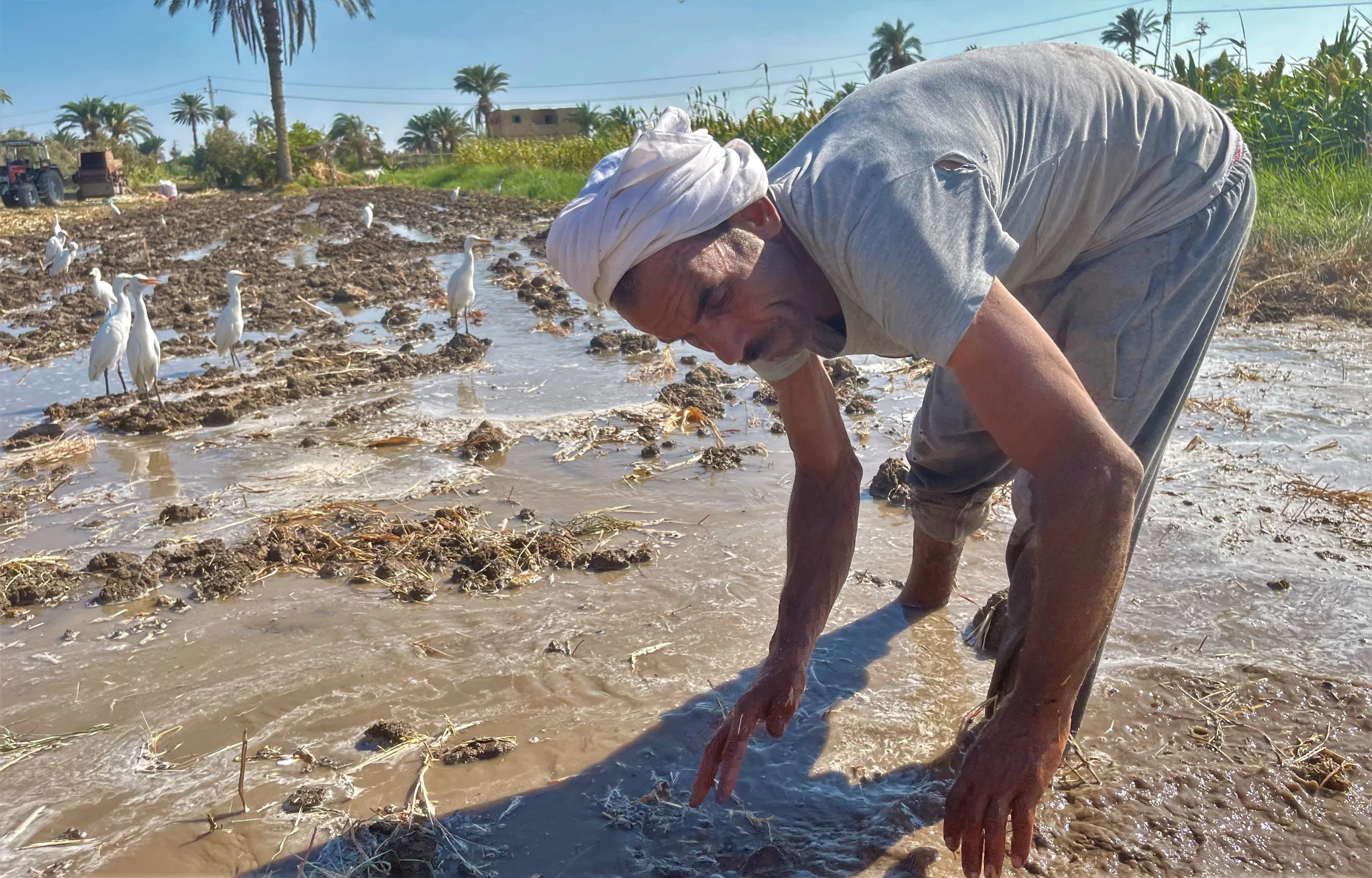 Mamdouh Othman works the land where he and his brother grow corn, olives and cucumber and where a shortage of Nile water caused them to lose half their summer harvest this year, in El-Shawashna village, Egypt, August 21, 2022