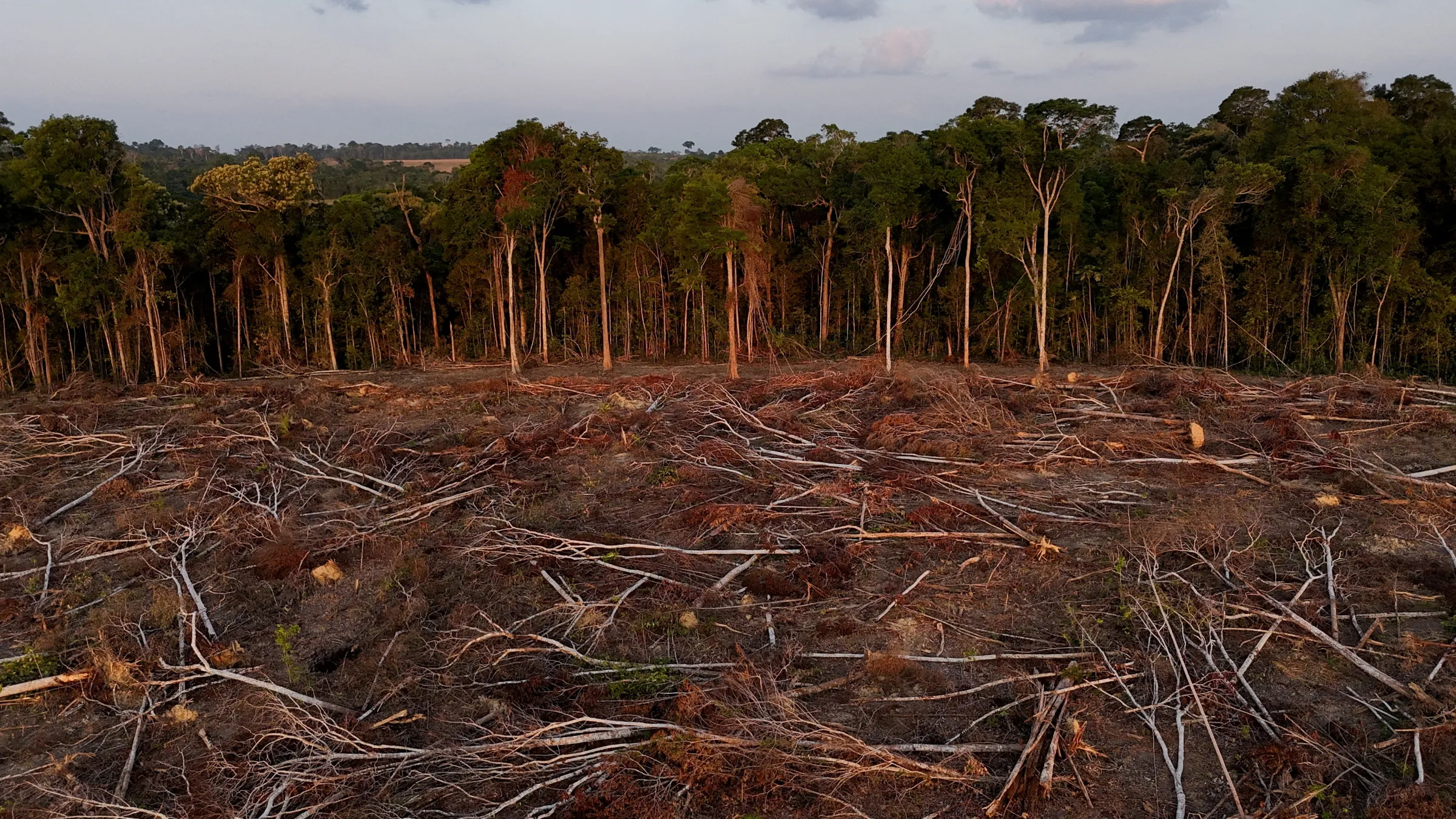 A drone views shows fallen trees in a secondary forest where farmers were in the last stages of clearing land as soybean farming expanded in the Amazon, in Santarem, Para state, Brazil October 6, 2024. REUTERS/Amanda Perobelli