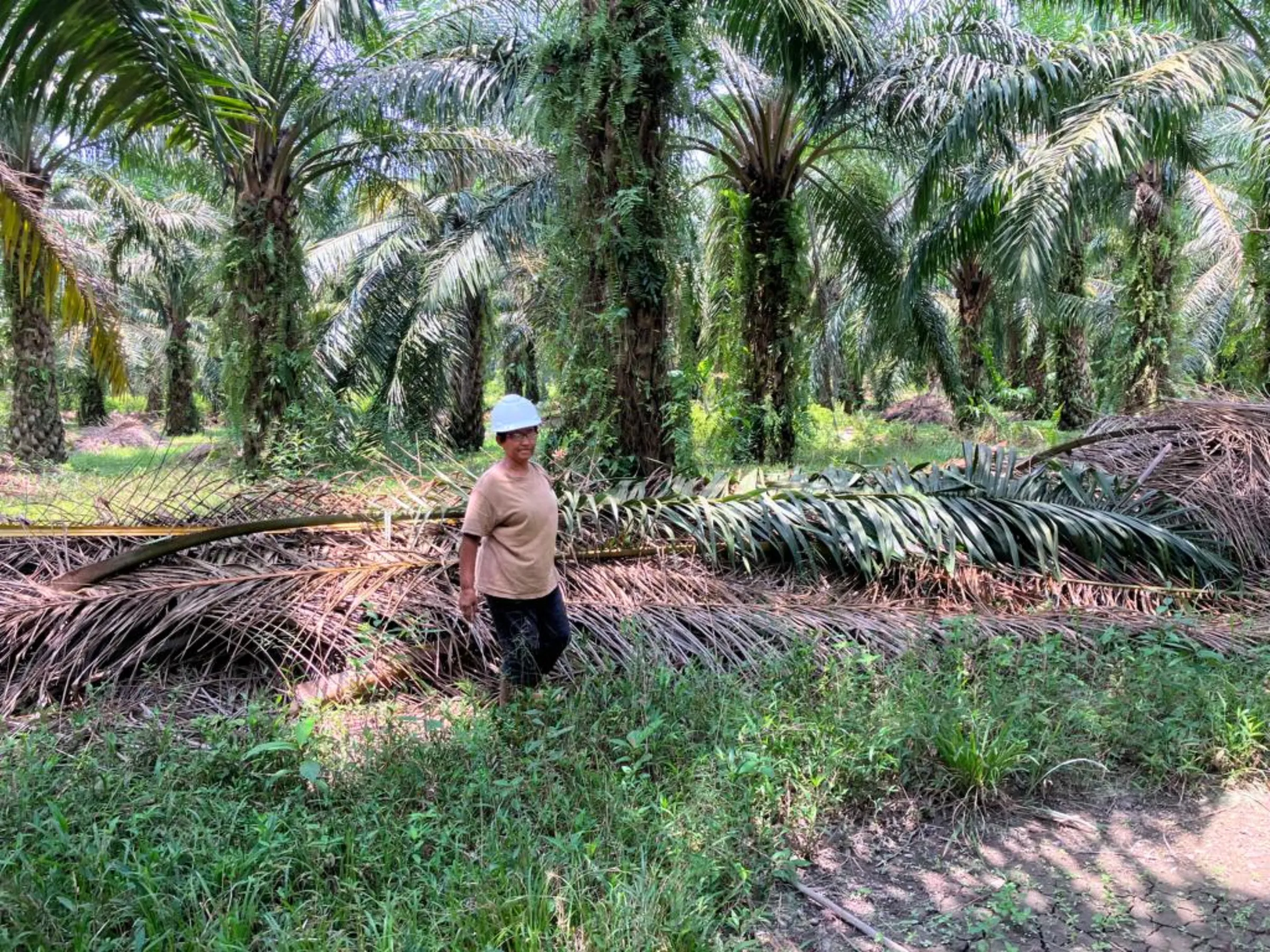 Reta Lajah, an indigenous palm oil farmer on her small plantation in the village of Sungai Judah, Selangor, Malaysia, March 30, 2023. Thomson Reuters Foundation/Michael Taylor