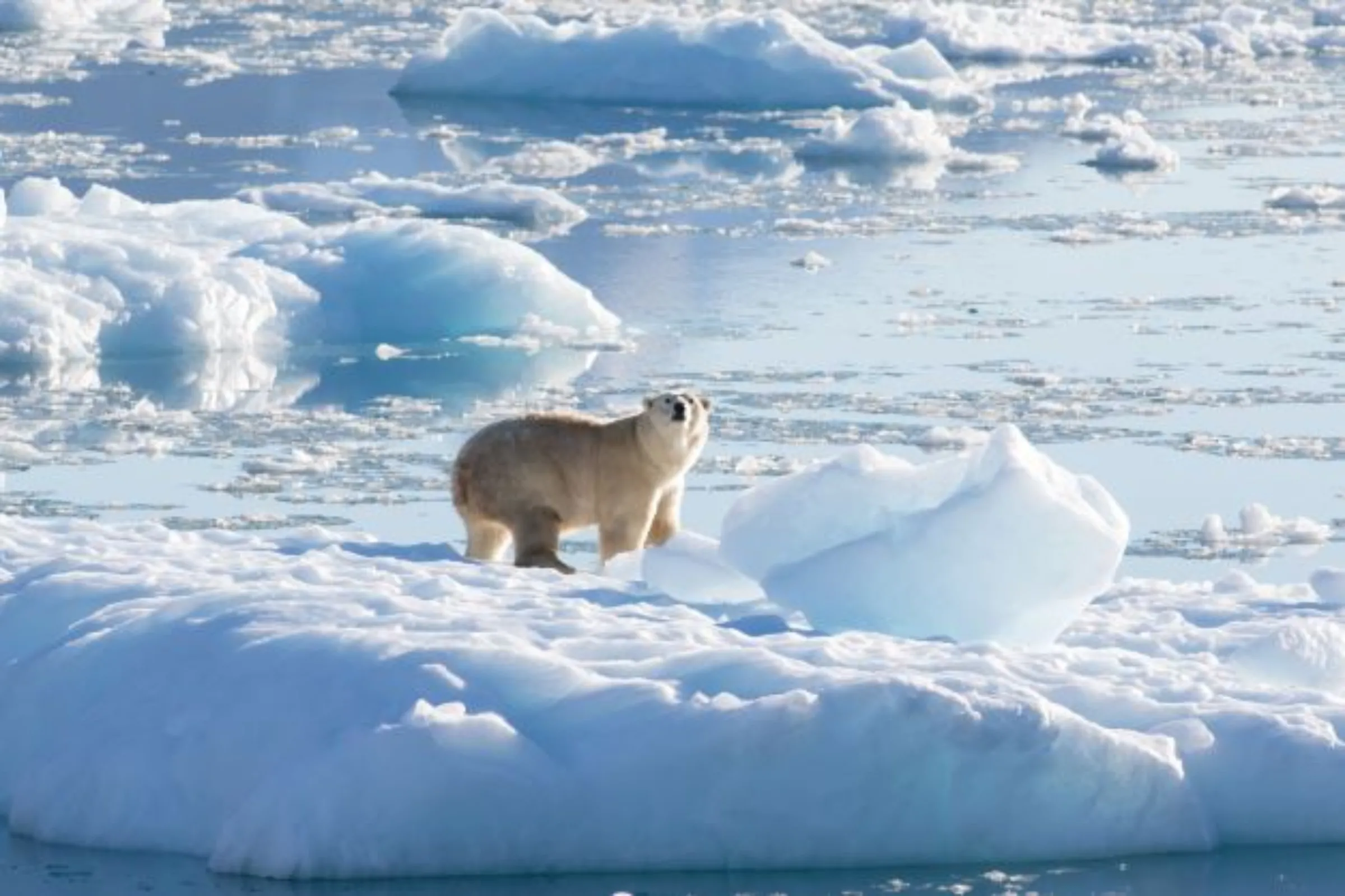 A southeast Greenland polar bear on glacier, or freshwater, ice is seen in this handout photograph taken in September 2016. Thomas W. Johansen/NASA Oceans Melting Greenland/Handout via REUTERS