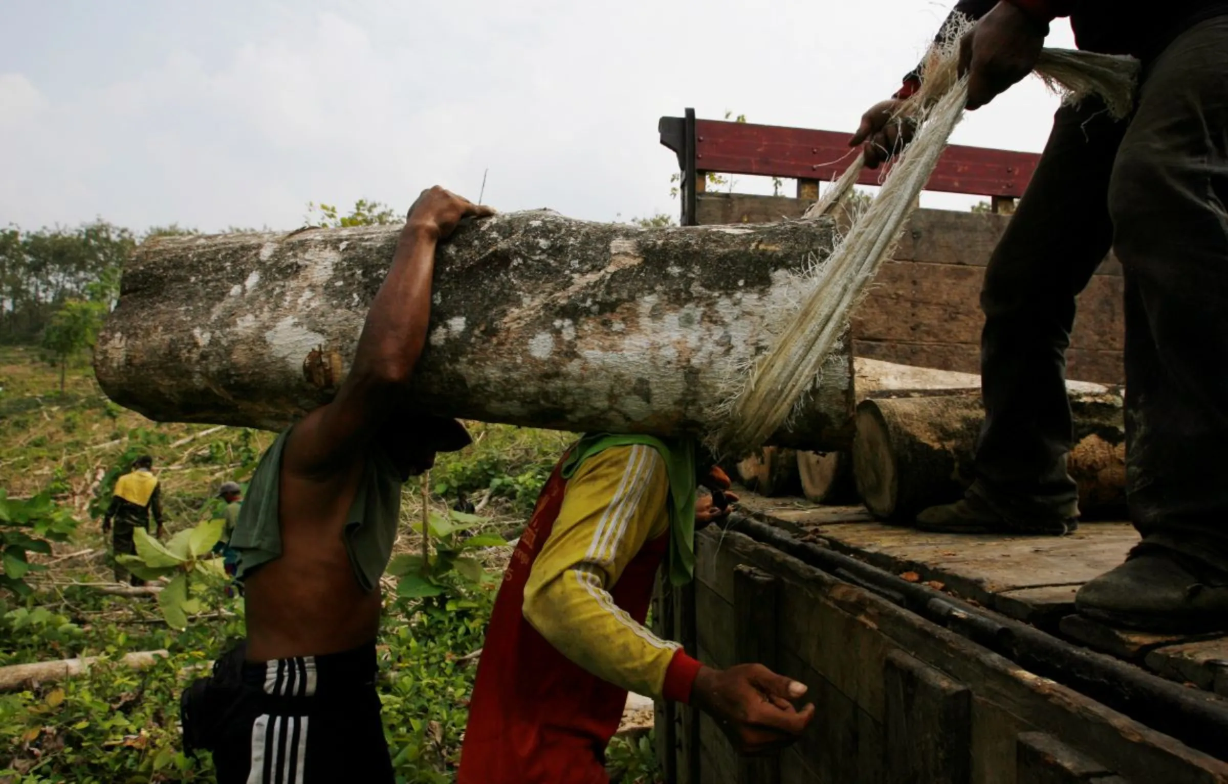 Workers load logs onto a truck at a forest owned by state-owned forestry enterprise Perhutani, in Jombang, Indonesia's East Java province June 20, 2012. REUTERS/Sigit Pamungkas