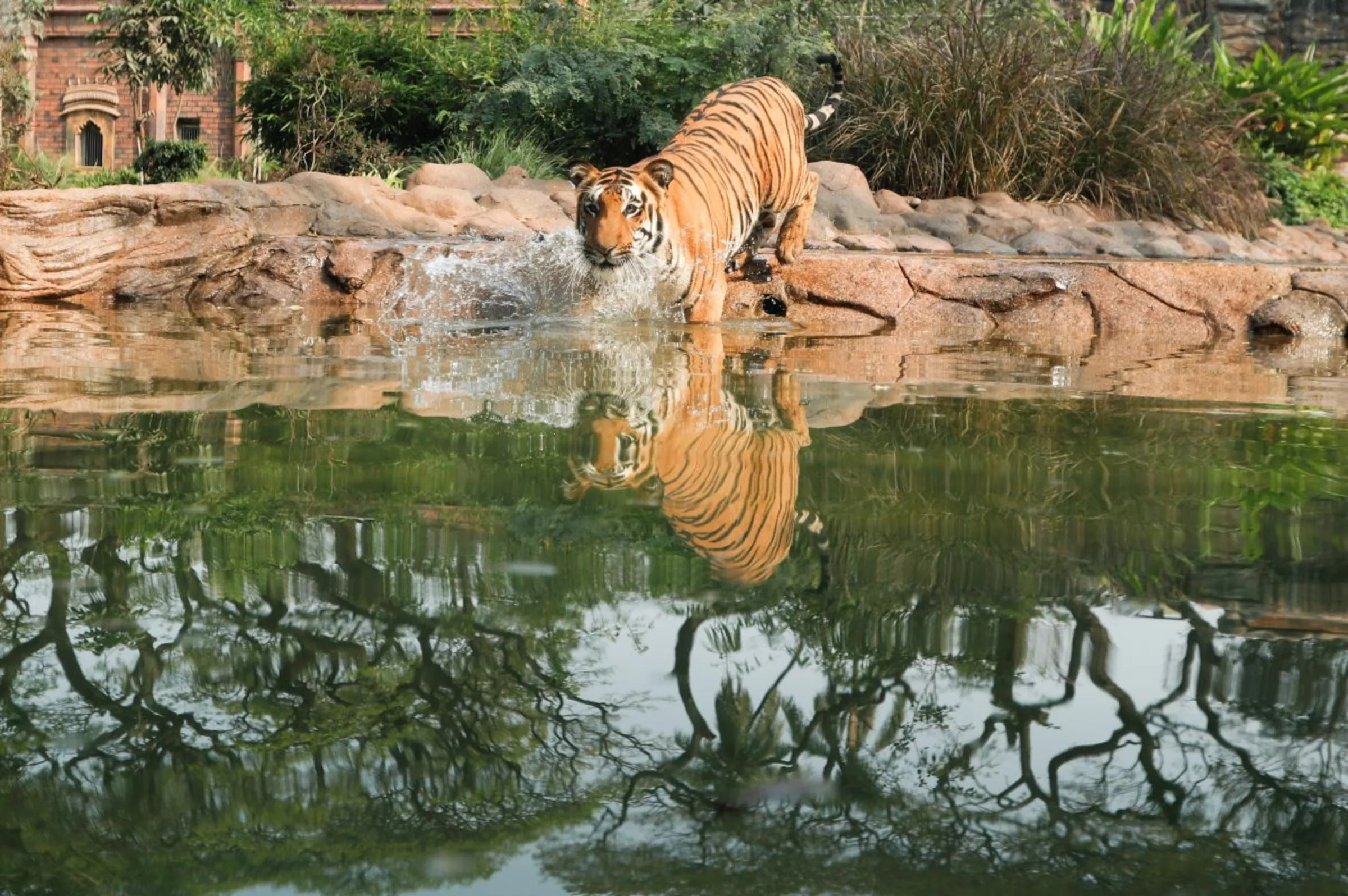 A tiger gets into water inside an enclosure at a zoo, in Mumbai, India, February, 15, 2021