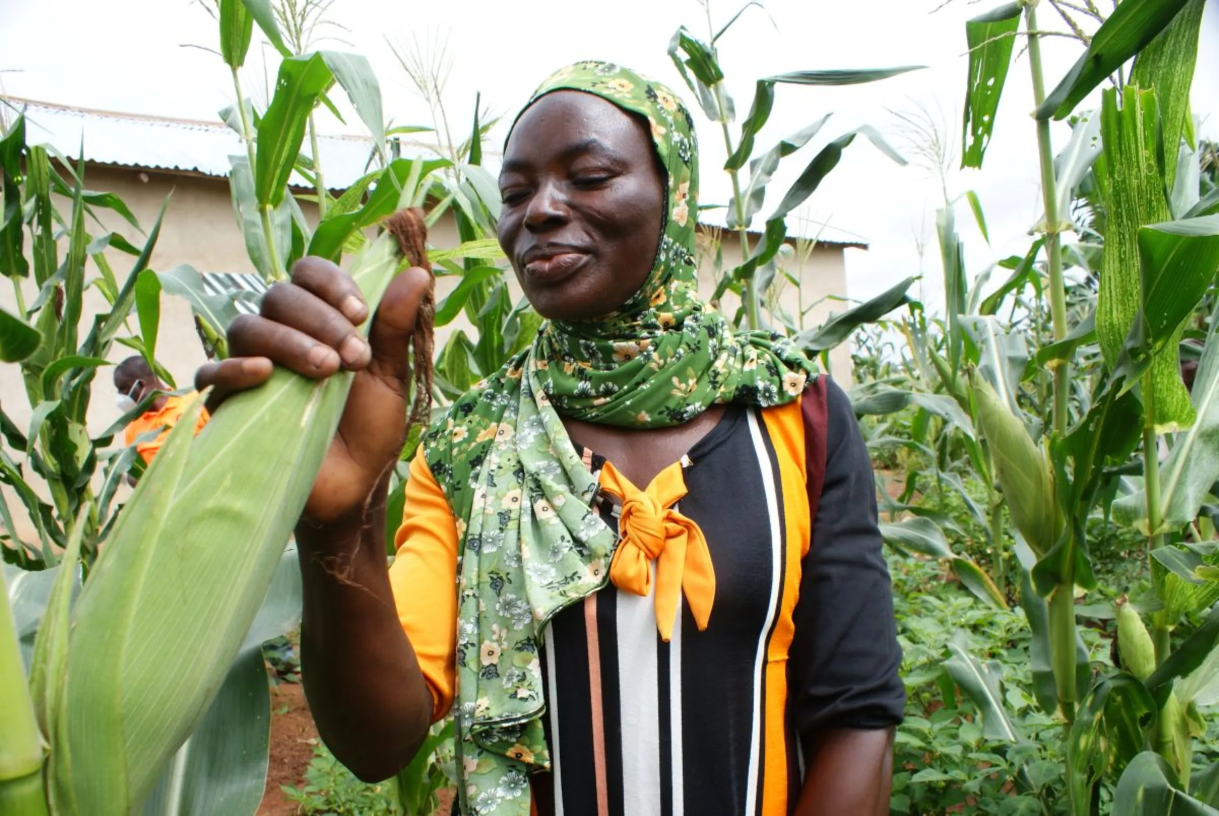 Adam Fuseina looks at a healthy ear of maize on her farm, covered by crop insurance, in Nafaring village, northern Ghana, October 8, 2021. Thomson Reuters Foundation/Kagondu Njagi