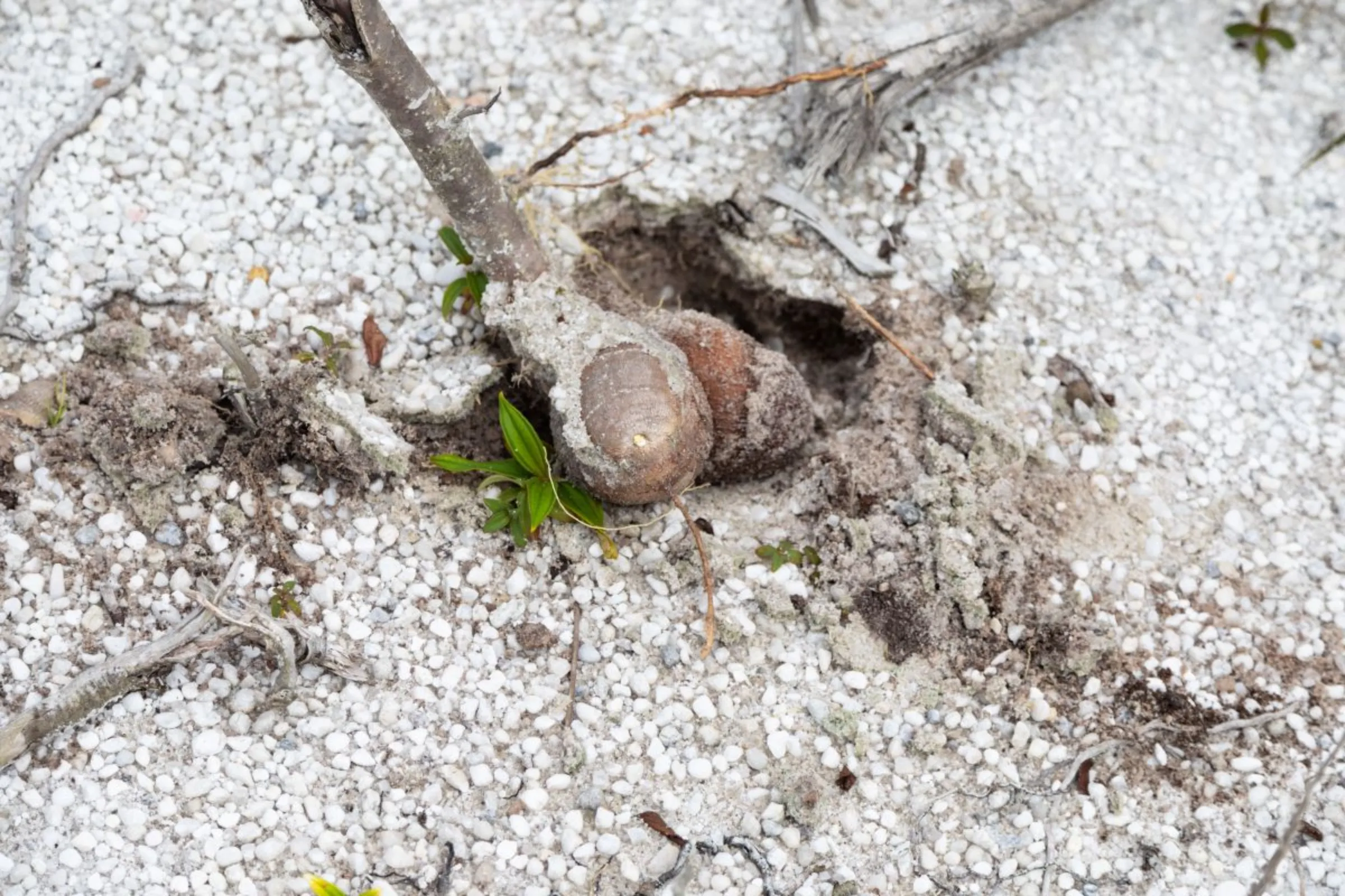 A cassava plant that has failed to grow sits in the food estate area in Central Kalimantan, Indonesia on June 20, 2023. The site has been left barren since the project stopped. Thomson Reuters Foundation/Irene Barlian