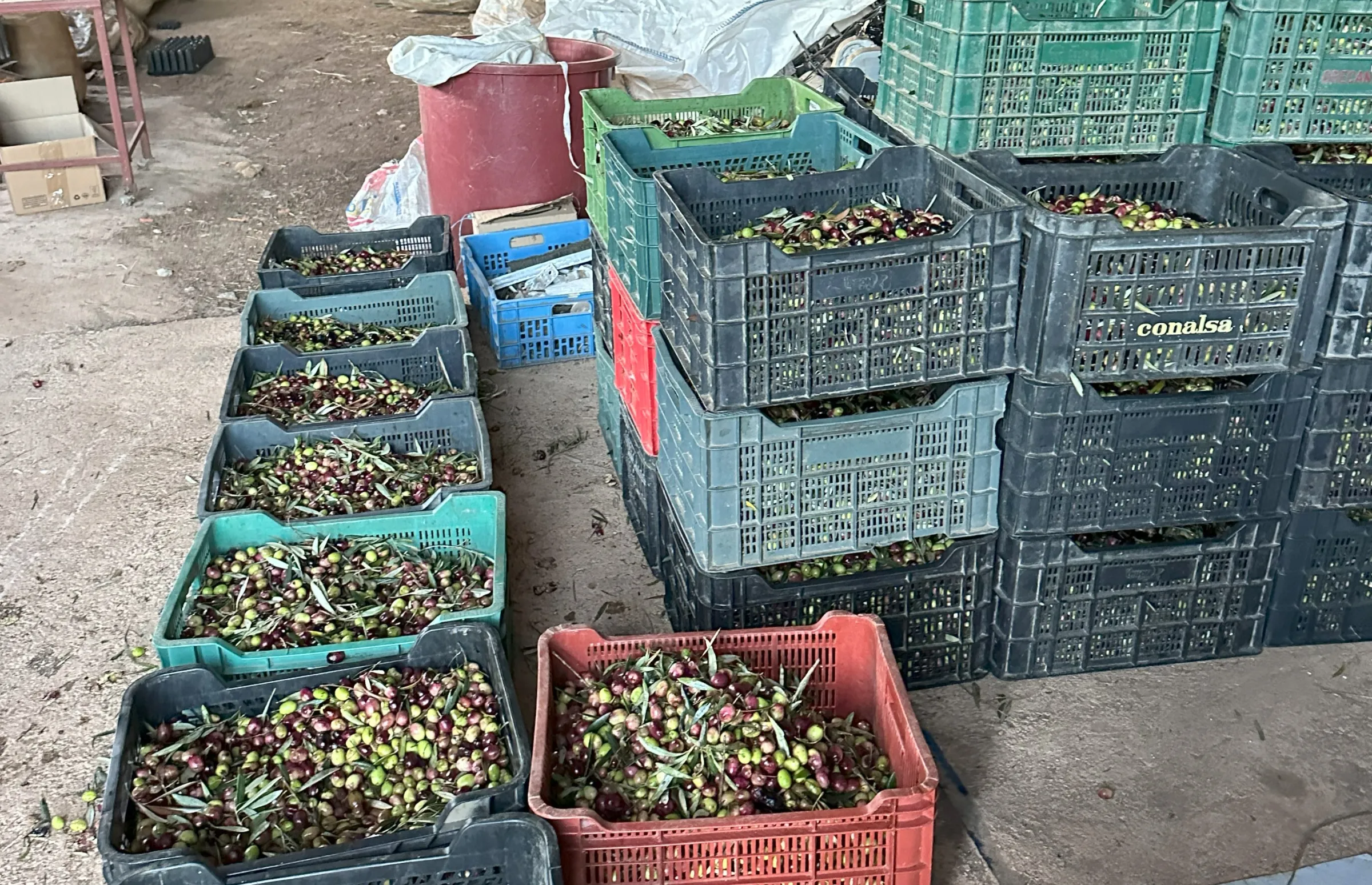 The day's harvest of some 400 kg of local olives, to be pressed into oil near Cáceres, Spain, Dec 10, 2024. Thomson Reuters Foundation/Natalie Donback