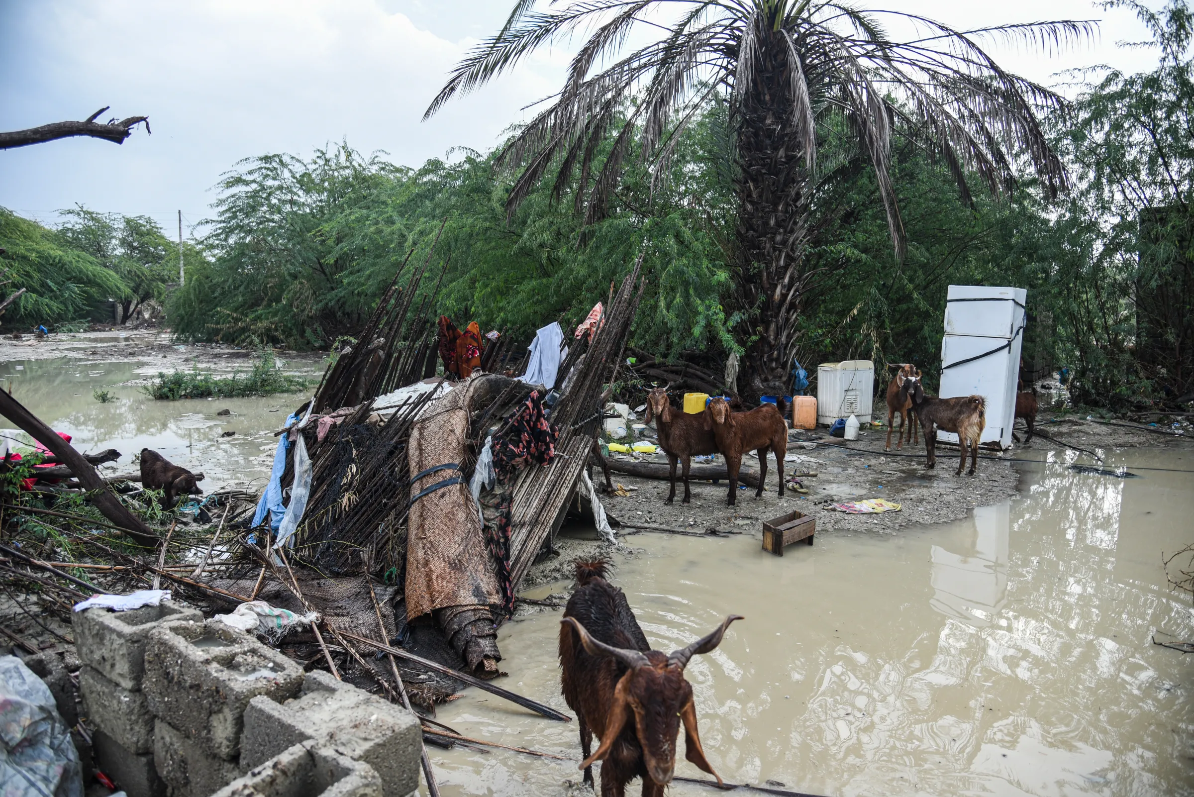 Goats wander among homes and furniture damaged by flooding in Sistan and Baluchestan province in Iran, January 2020