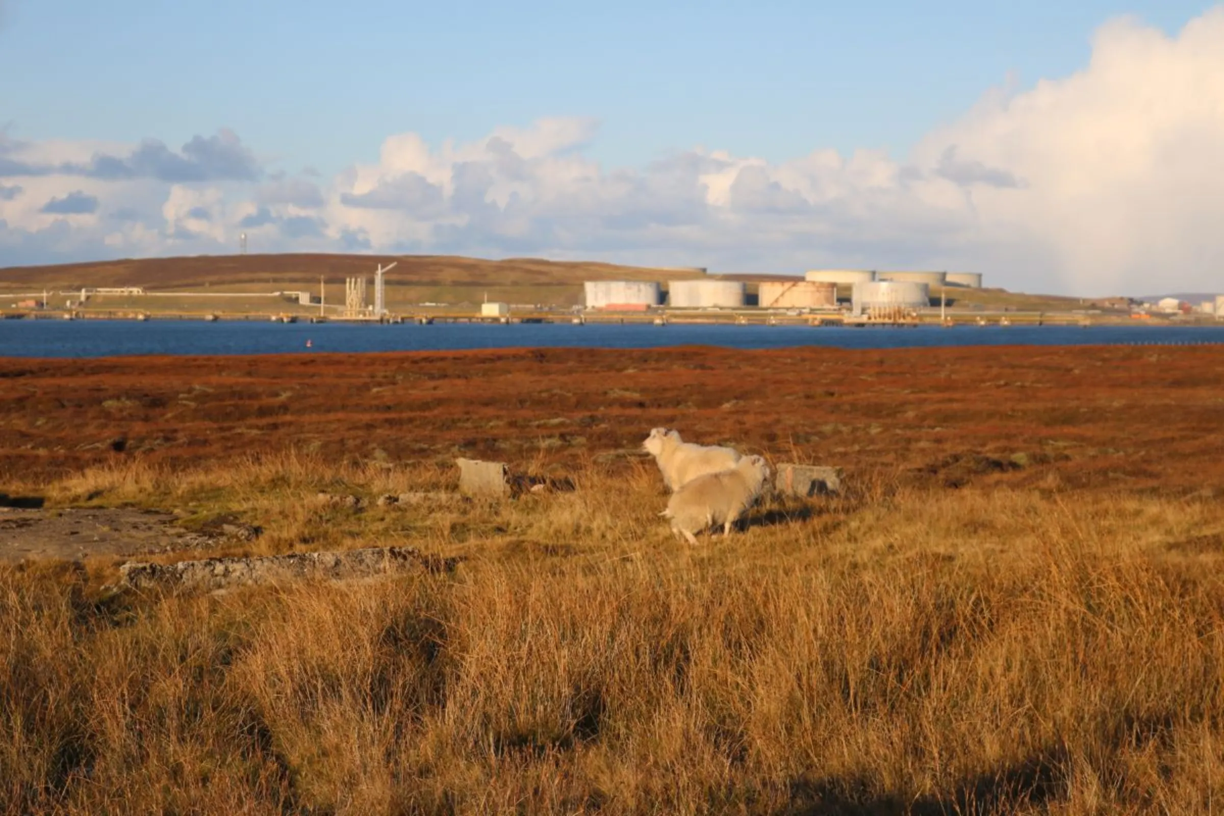 Sheep graze in a field close to Sullom Voe, one of Europe’s largest oil terminals which has brought significant wealth to the islands since North Sea oil was discovered in the 1970s, in Shetland, Scotland, October 31, 2023. Thomson Reuters Foundation/Jack Graham