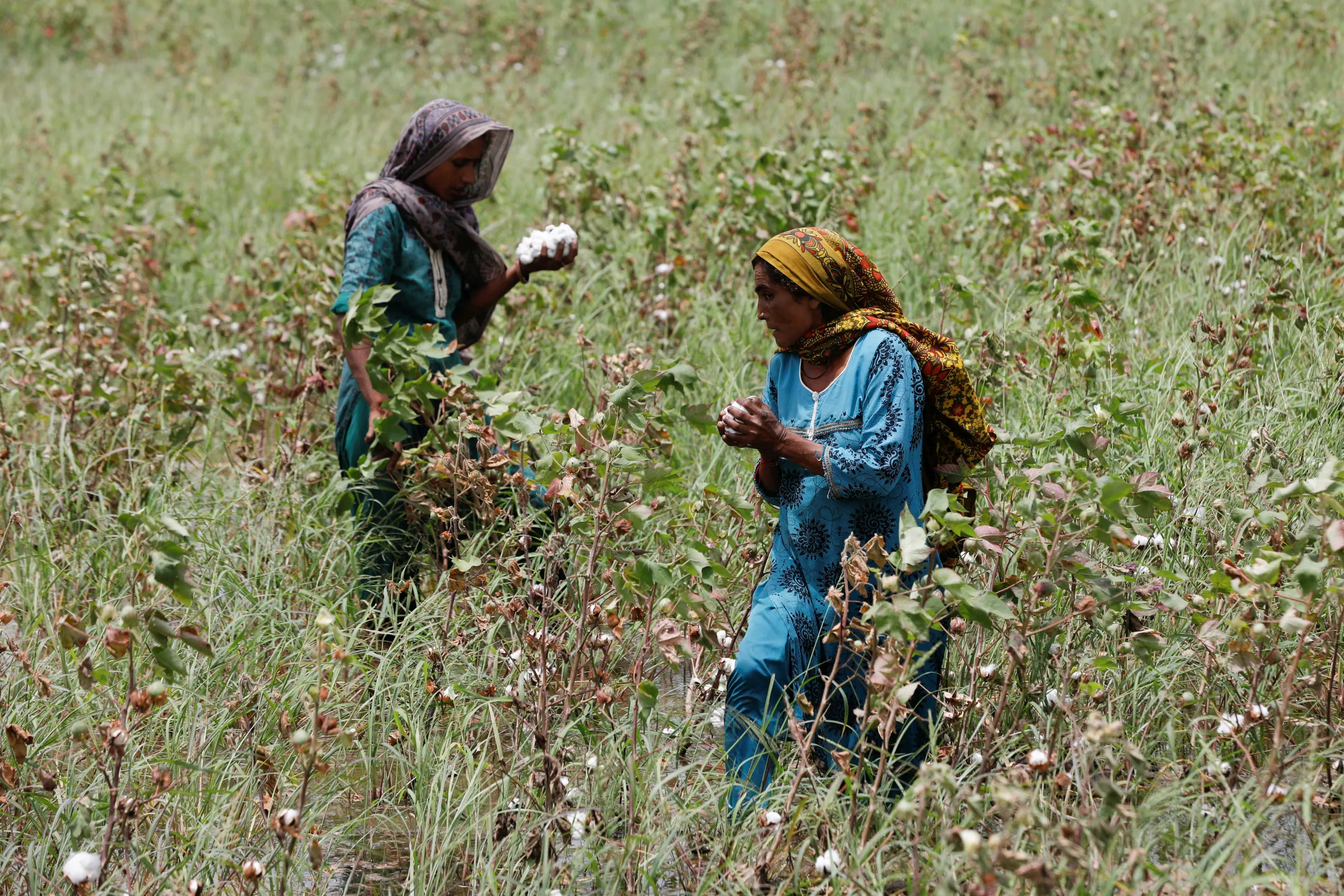 Two woman work amid rain waters in a cotton field, damaged during the monsoon season in Masu Bhurgri village on the outskirts of Hyderabad, Pakistan August 1, 2022. REUTERS/Akhtar Soomro