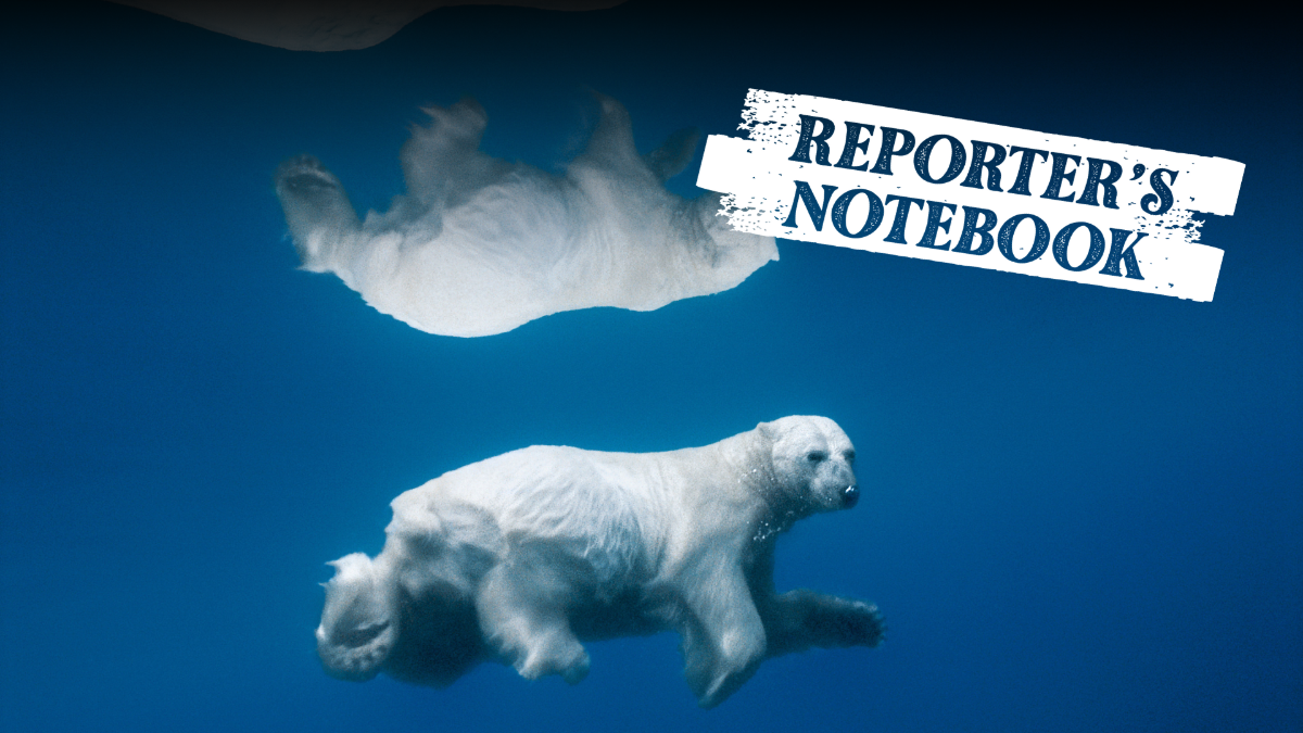 Can wildlife photographers save nature?