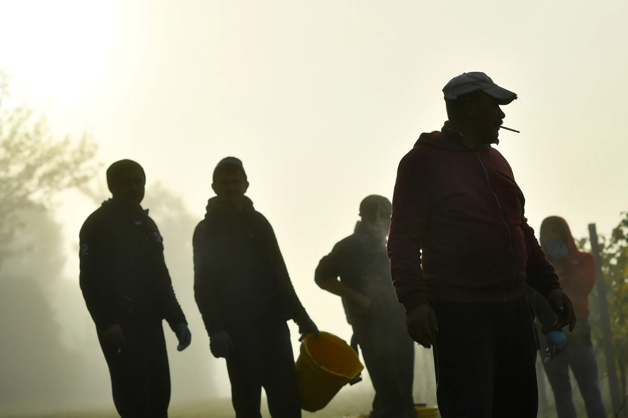 Migrant workers pick grapes at a vineyard in Britain, October 5, 2018. REUTERS/Dylan Martinez