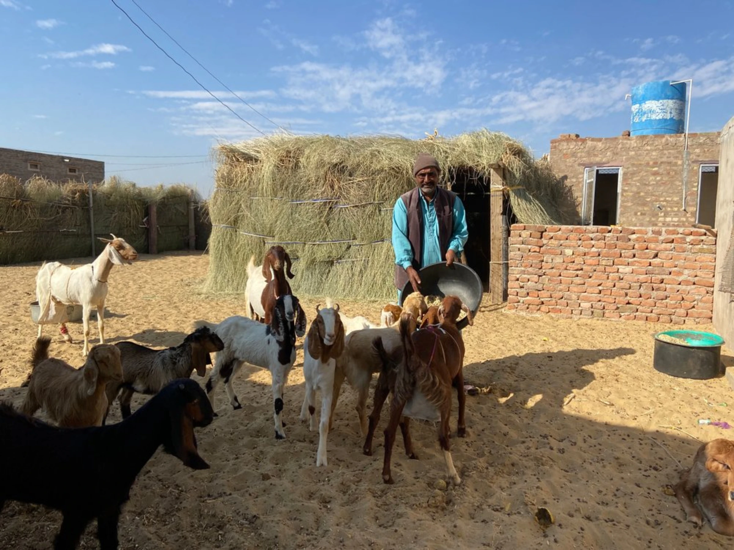 Mohammad Sujawal Mehr feeds his goats at his village of Bhadla, Rajasthan, India, December 12, 2021