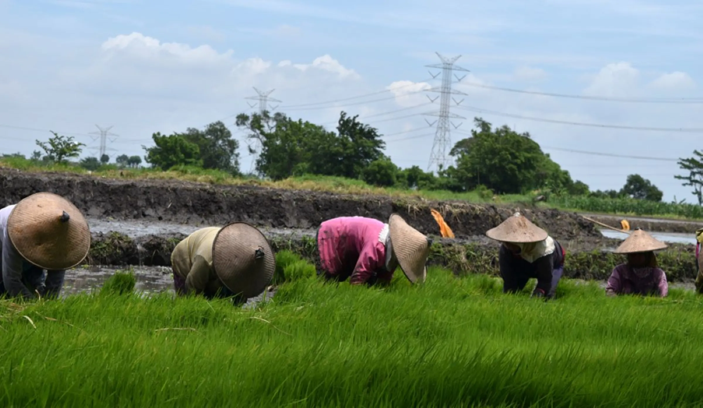 Workers in Lamongan, Indonesia. The Elnino phenomenon that took place last year has resulted in rice prices continuing to increase. Thomson Reuters Foundation/Asad Asnawi