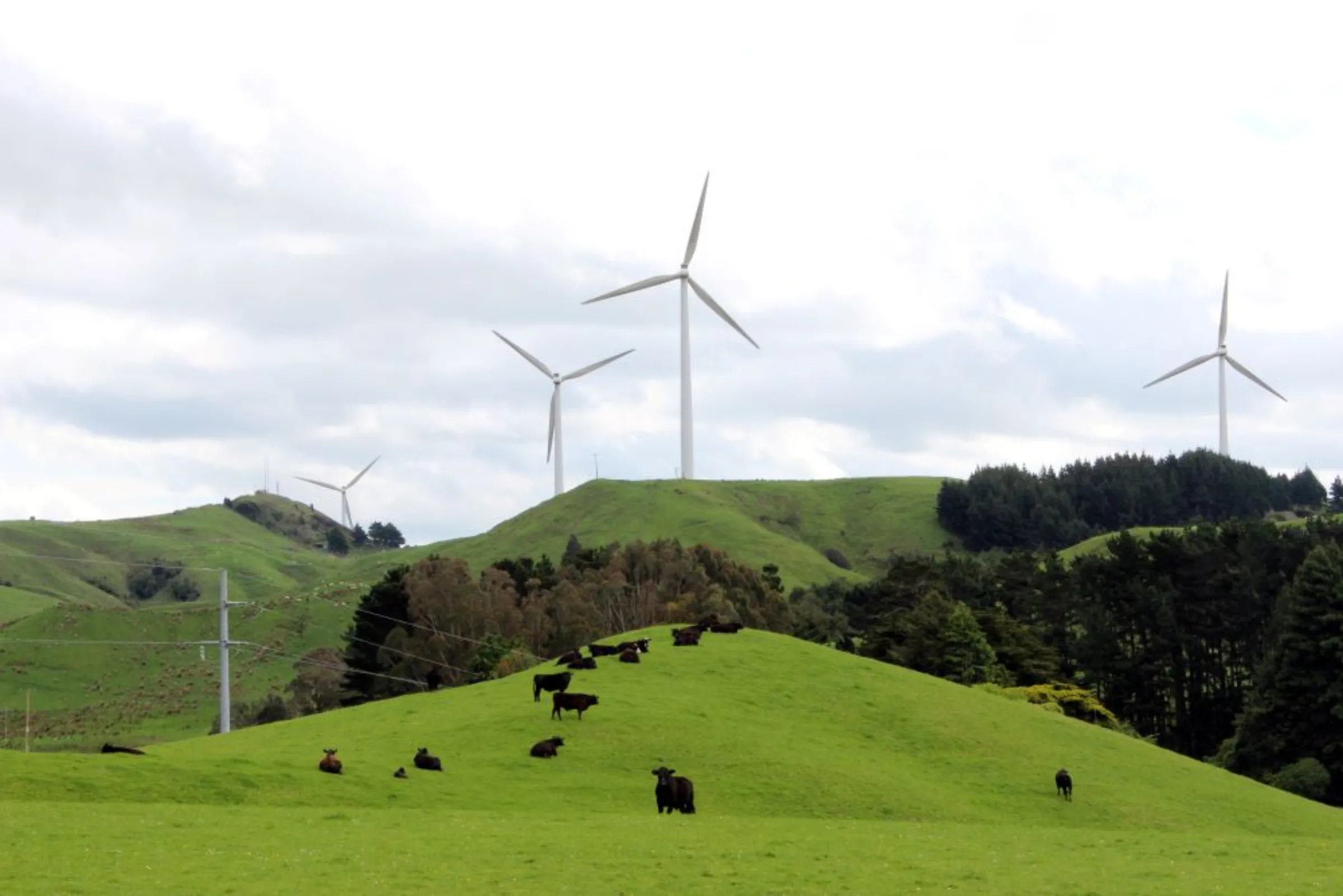 Cows graze near wind farms on the east coast region of Hawke's Bay, New Zealand October 30, 2020.