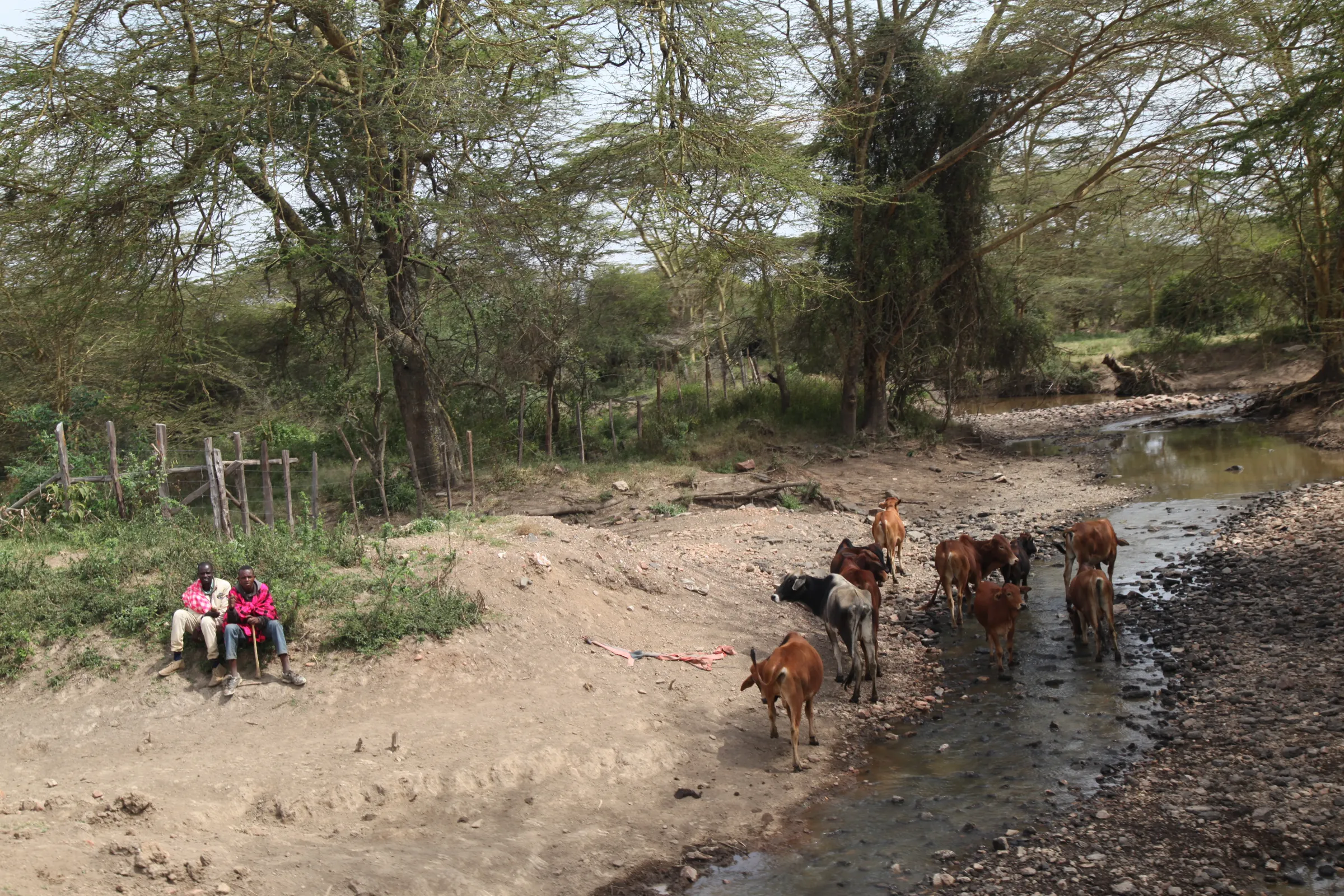Maasai herders in the forest with their livestock by the water in Narok county, Kenya