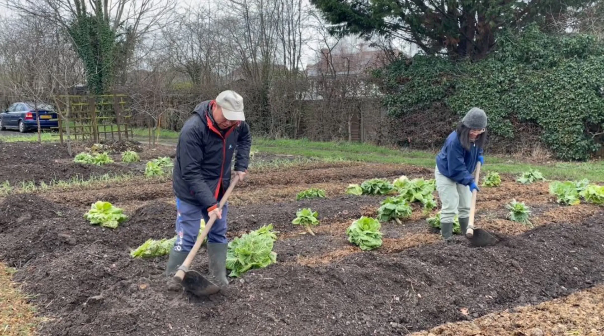 Yu-wing Wong and Perle Wong dig up a frozen vegetable bed at their allotment in New Malden, south London, Britain, January 24, 2023. Thomson Reuters Foundation/Emma Batha