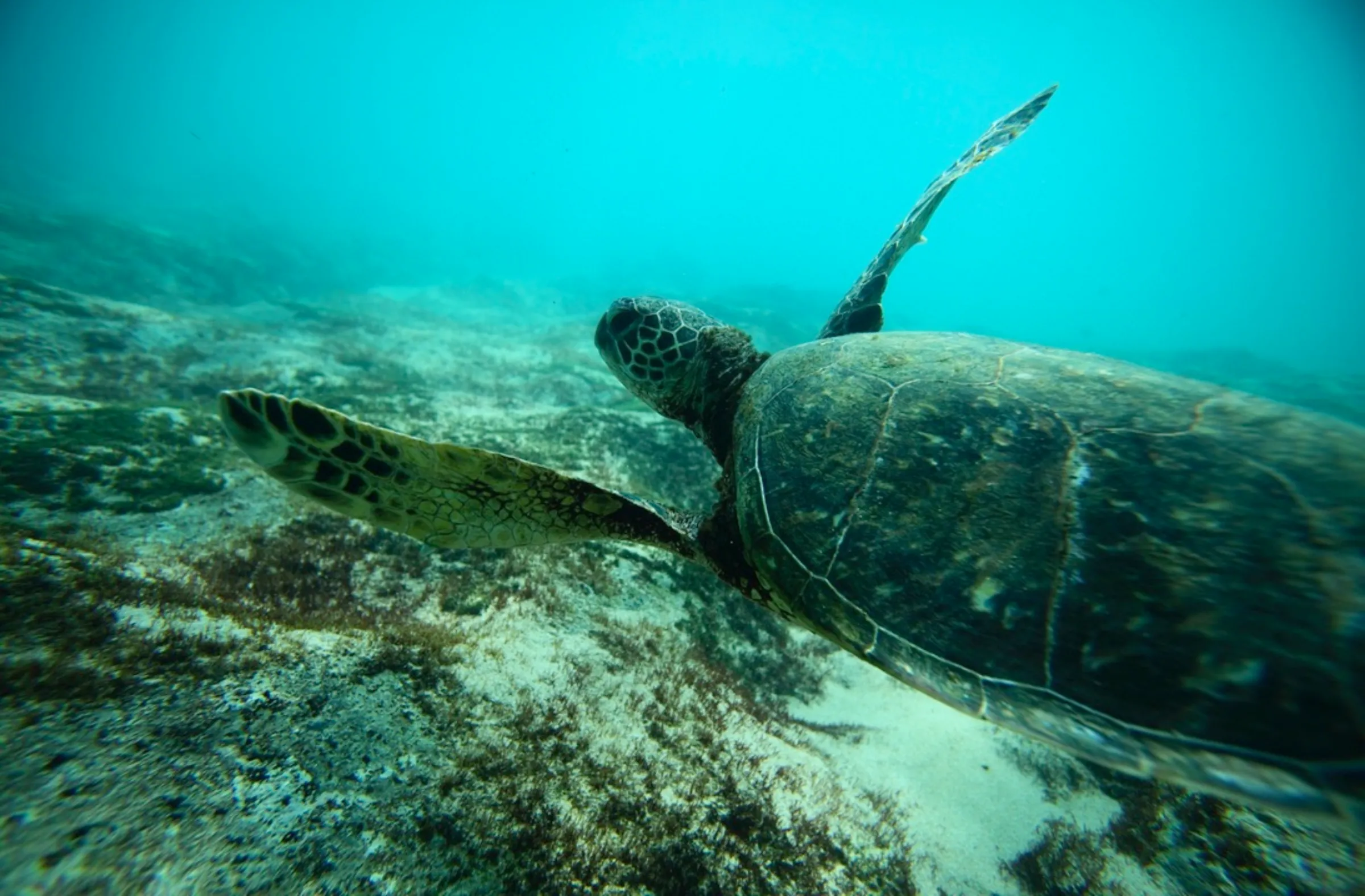 A Green Sea turtle swims over a reef near the surf break known as 'Pipeline' on the North Shore of Oahu, Hawaii March 20, 2013. REUTERS/Hugh Gentry