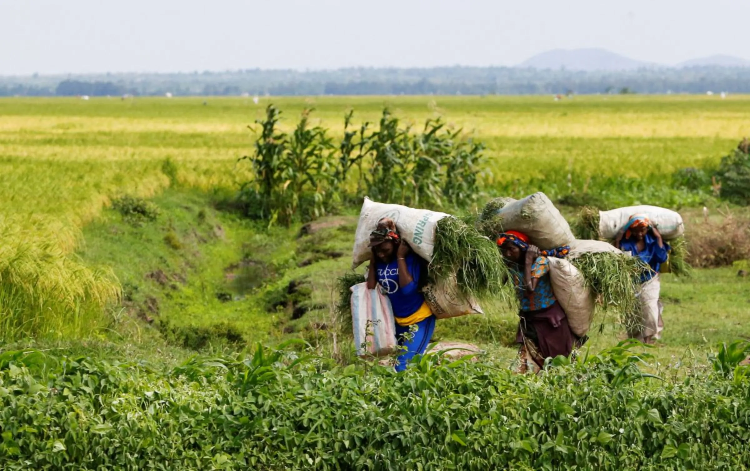 Farmers carry harvested rice at a paddy field following the effects of the worsening drought due to failed rain seasons, in Mwea, Kenya November 30, 2022. REUTERS/Thomas Mukoya