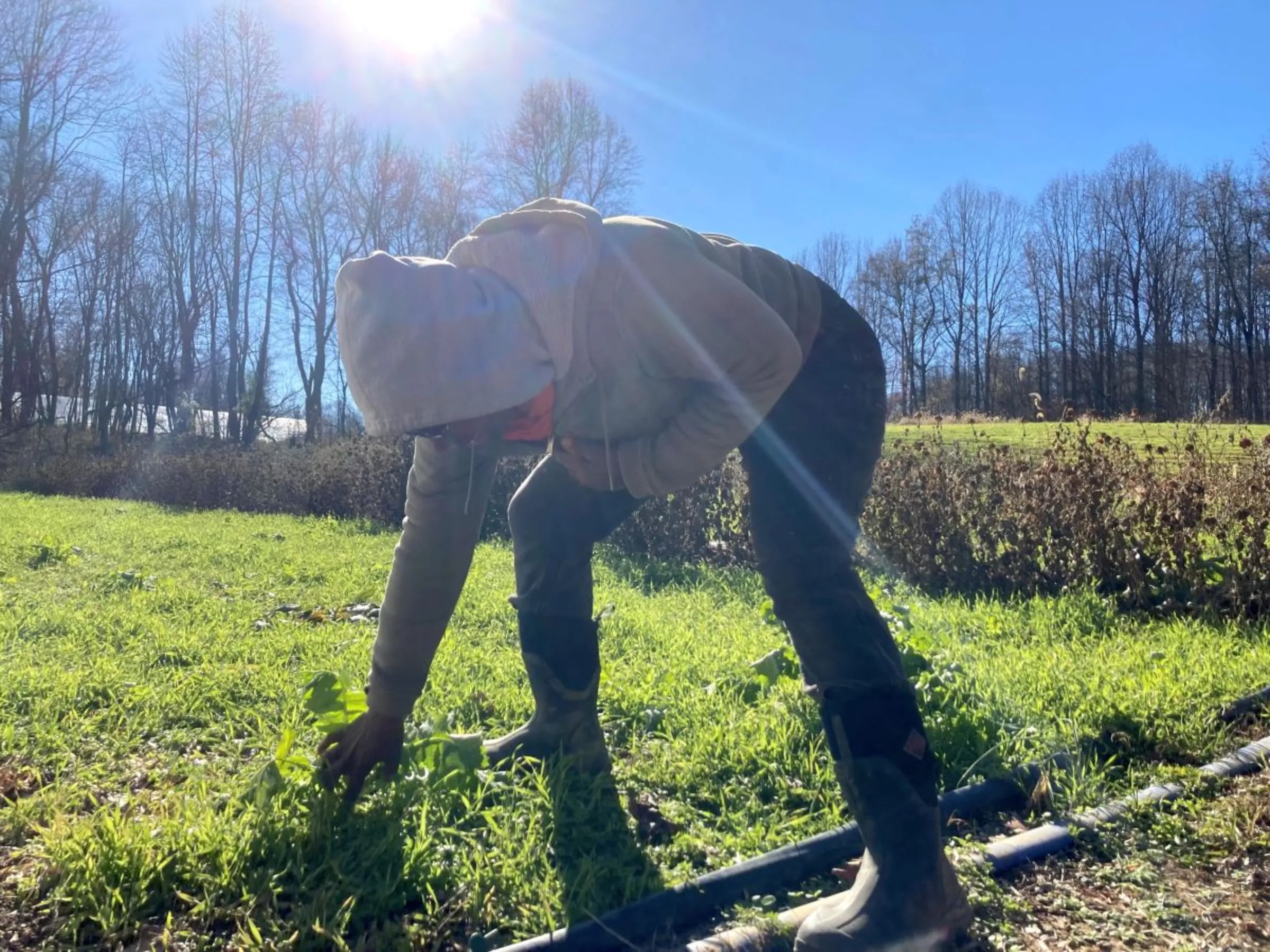 Farmer Gale Livingstone attends to the winter cover crop on a vegetable field in Upper Marlboro, Maryland, on November 21, 2022