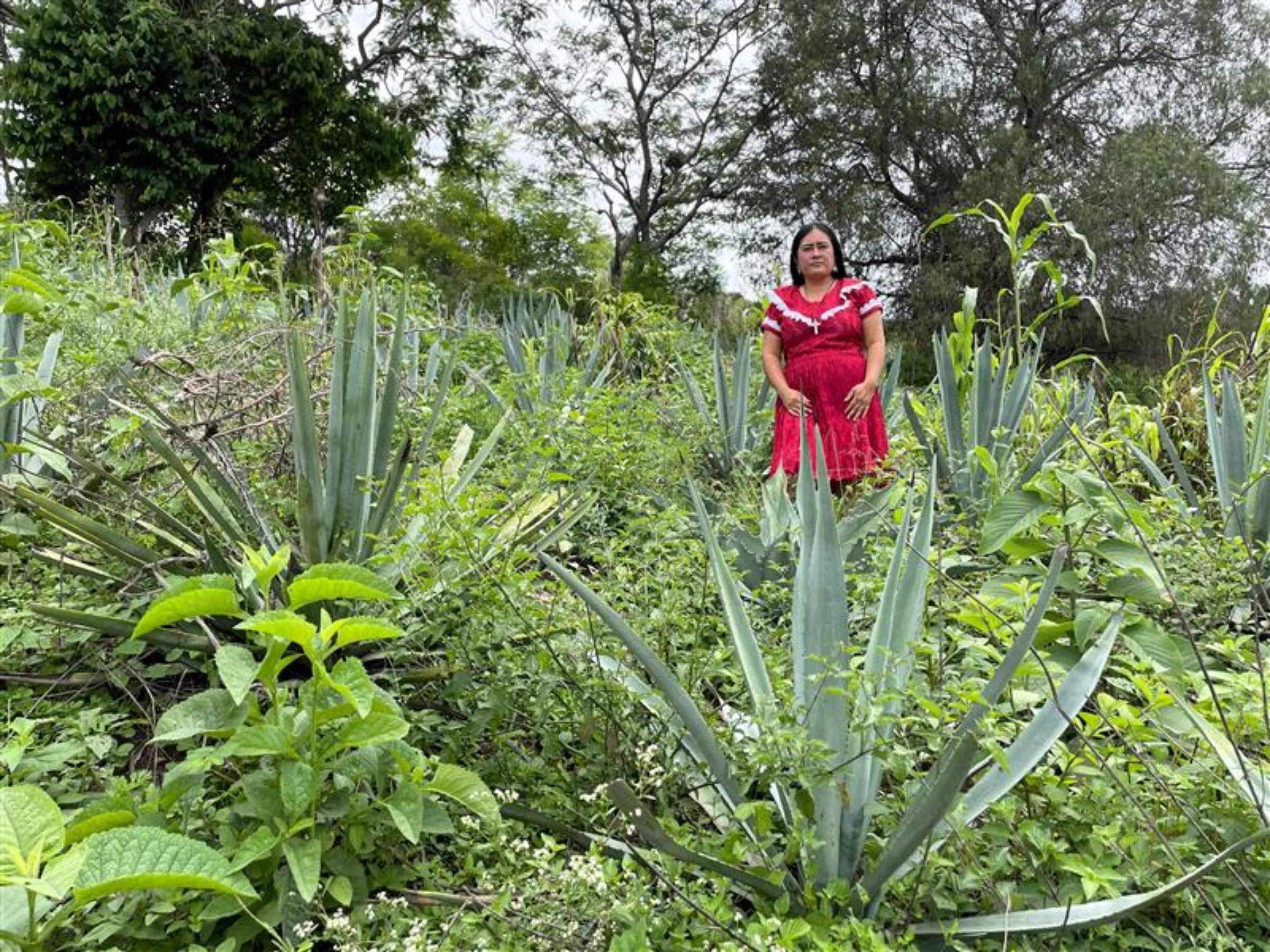 Mezcal producer Oliva Ramírez stands at a hill slope where farmers grow agave plants in Sola de Vega, Oaxaca, Mexico. June 24, 2025. Thomson Reuters Foundation/Diana Baptista