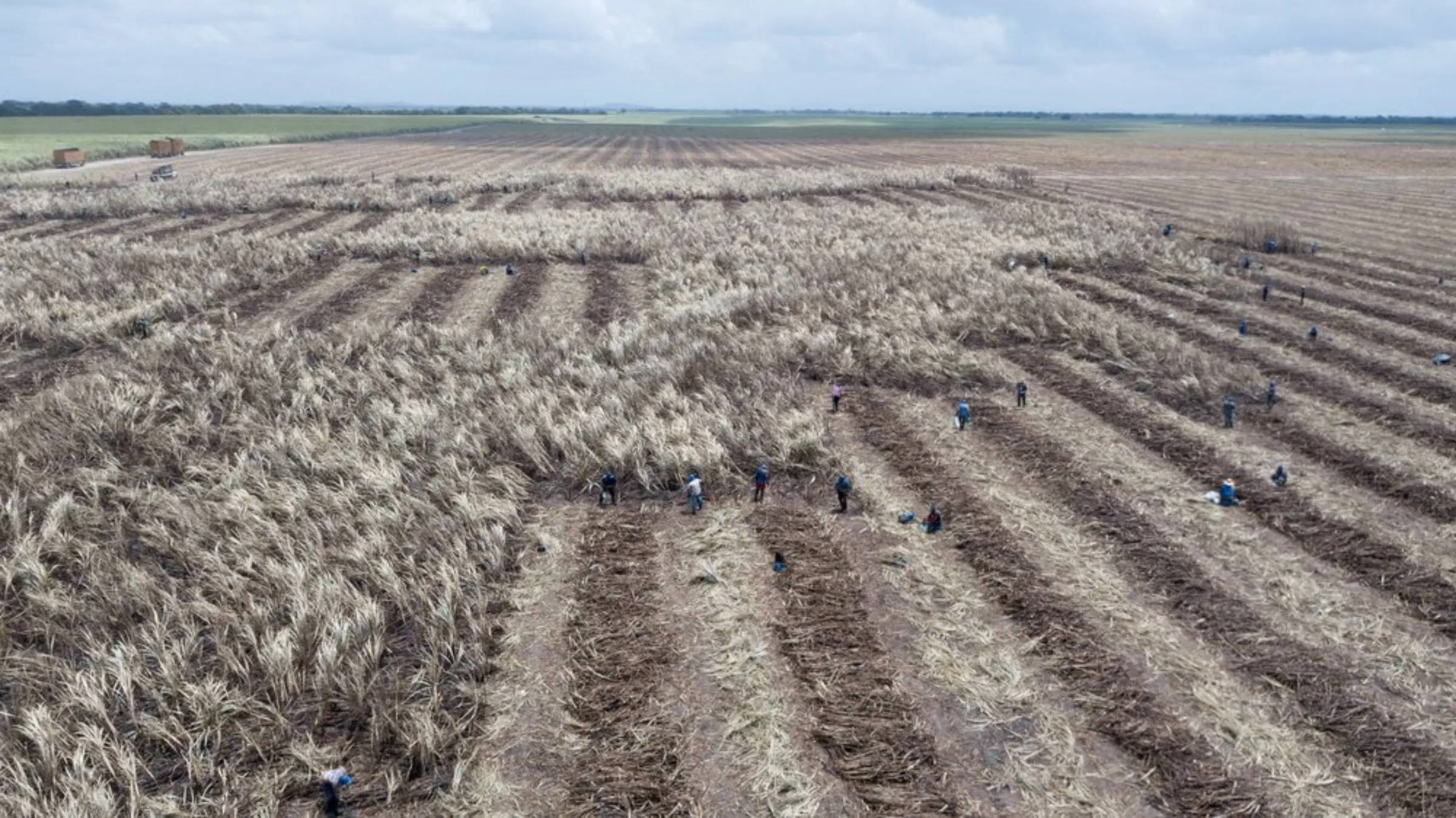 Sugarcane is harvested by workers in a plantation near Maceio, Brazil, on September 27, 2021