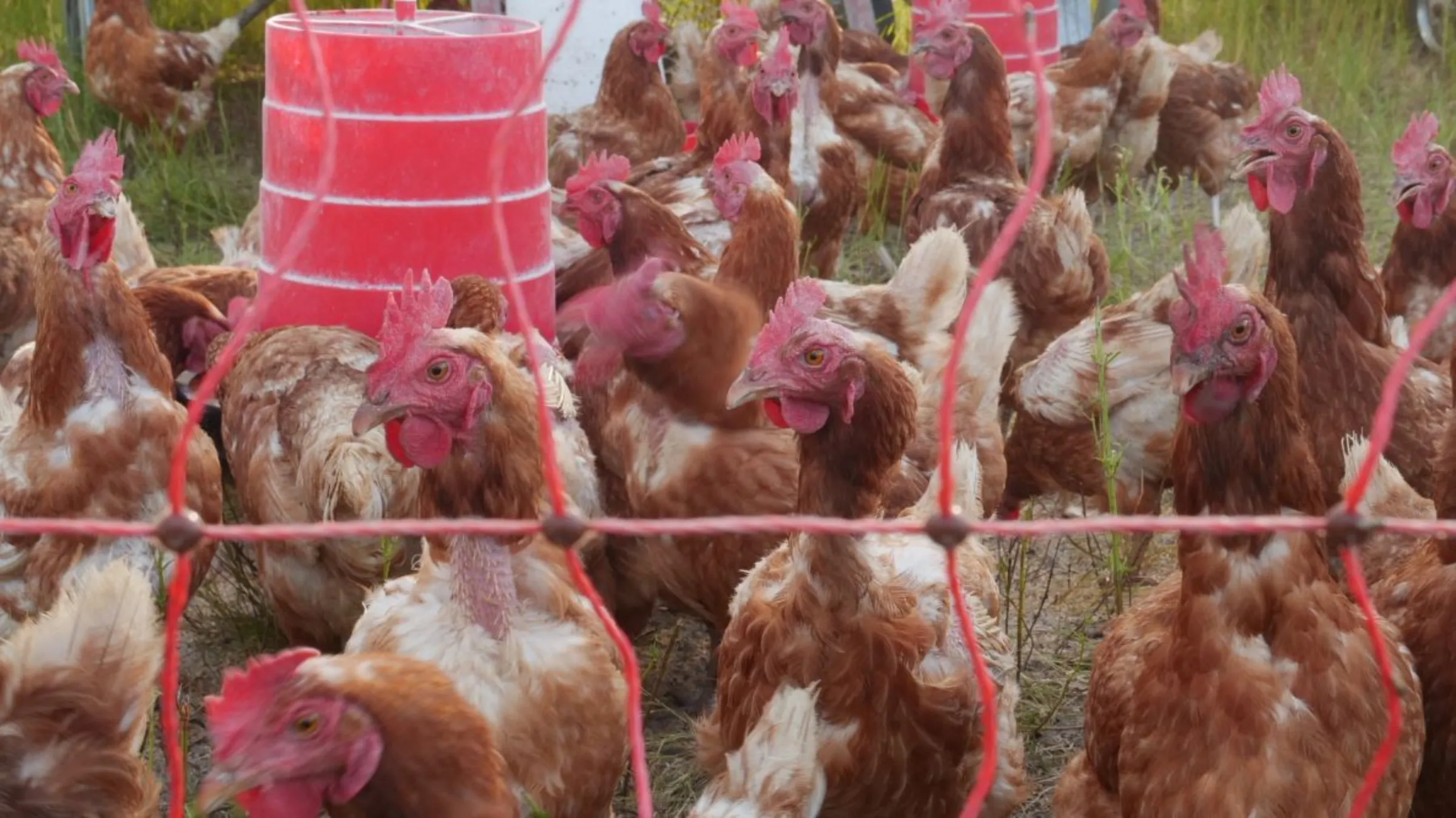 Hundreds of free-range chickens are being farmed at Homestead Diamonds mine in the Free State province, South Africa, February 27, 2022