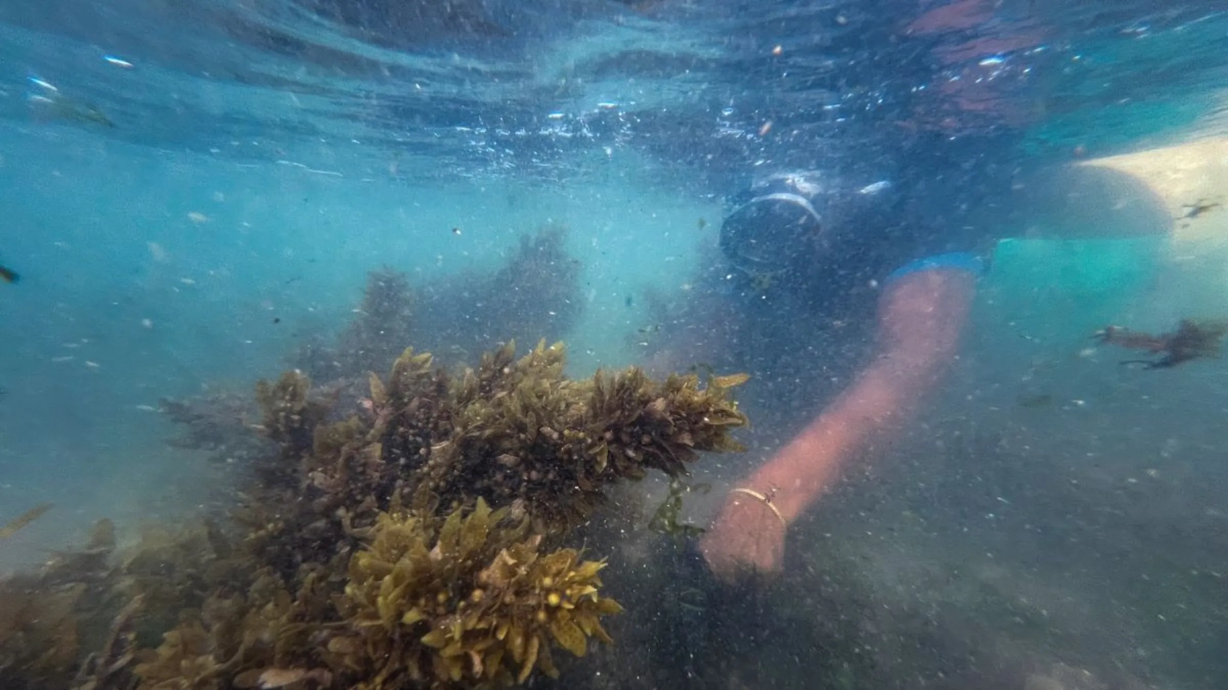 A seaweed collector dives to the ocean floor to collect seaweed in Rameswaram, India on July 17, 2023. Thomson Reuters Foundation/Nirbhay Kuppu