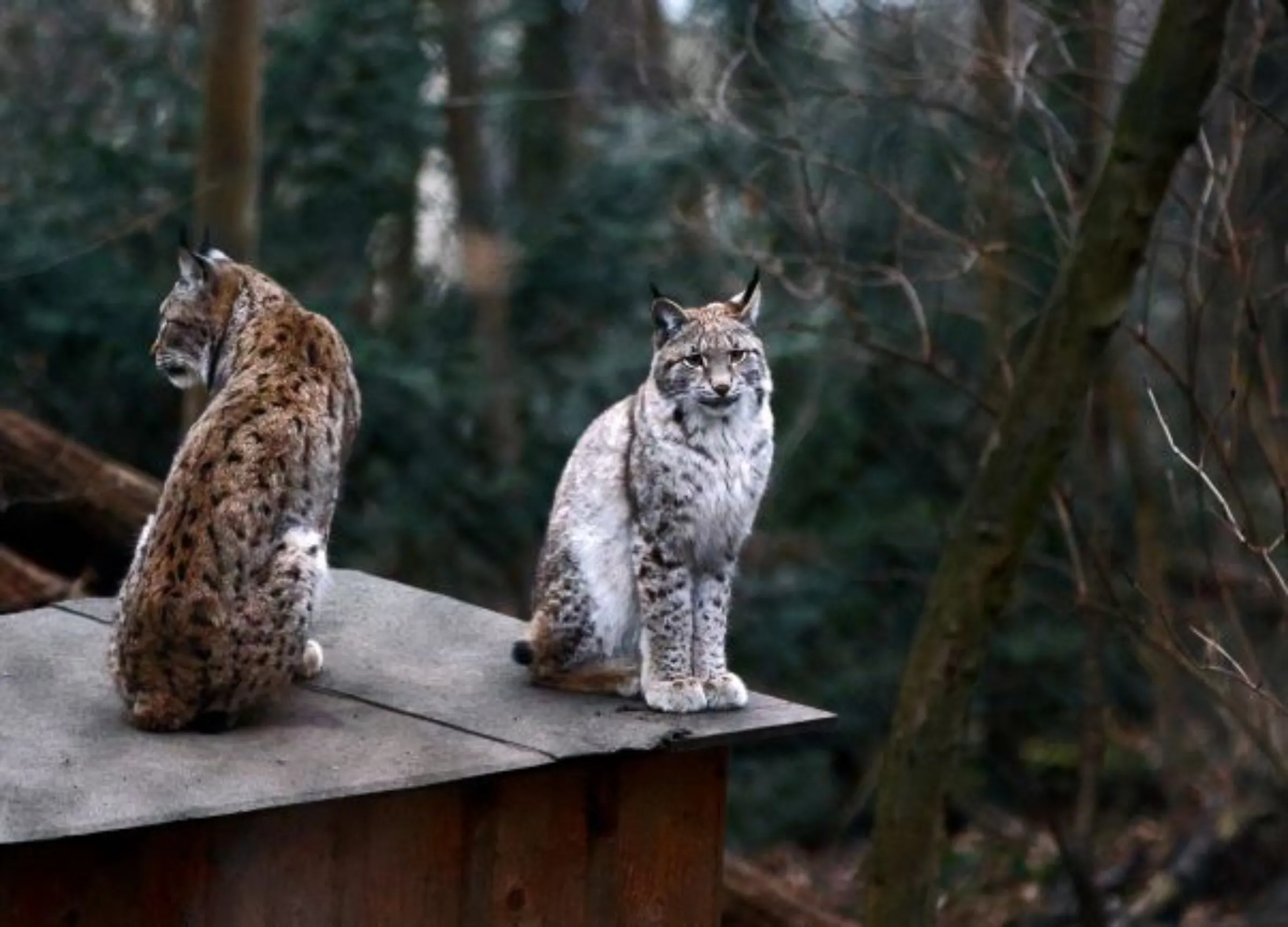 Eurasian lynxes are seen in their enclosure at Schoenbrunner Tiergarten zoo amid the coronavirus disease (COVID-19) outbreak in Vienna, Austria, February 22, 2021. REUTERS/Lisi Niesner