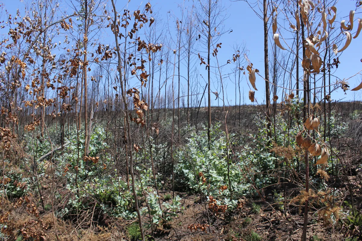 New eucalyptus trees sprout from burnt saplings