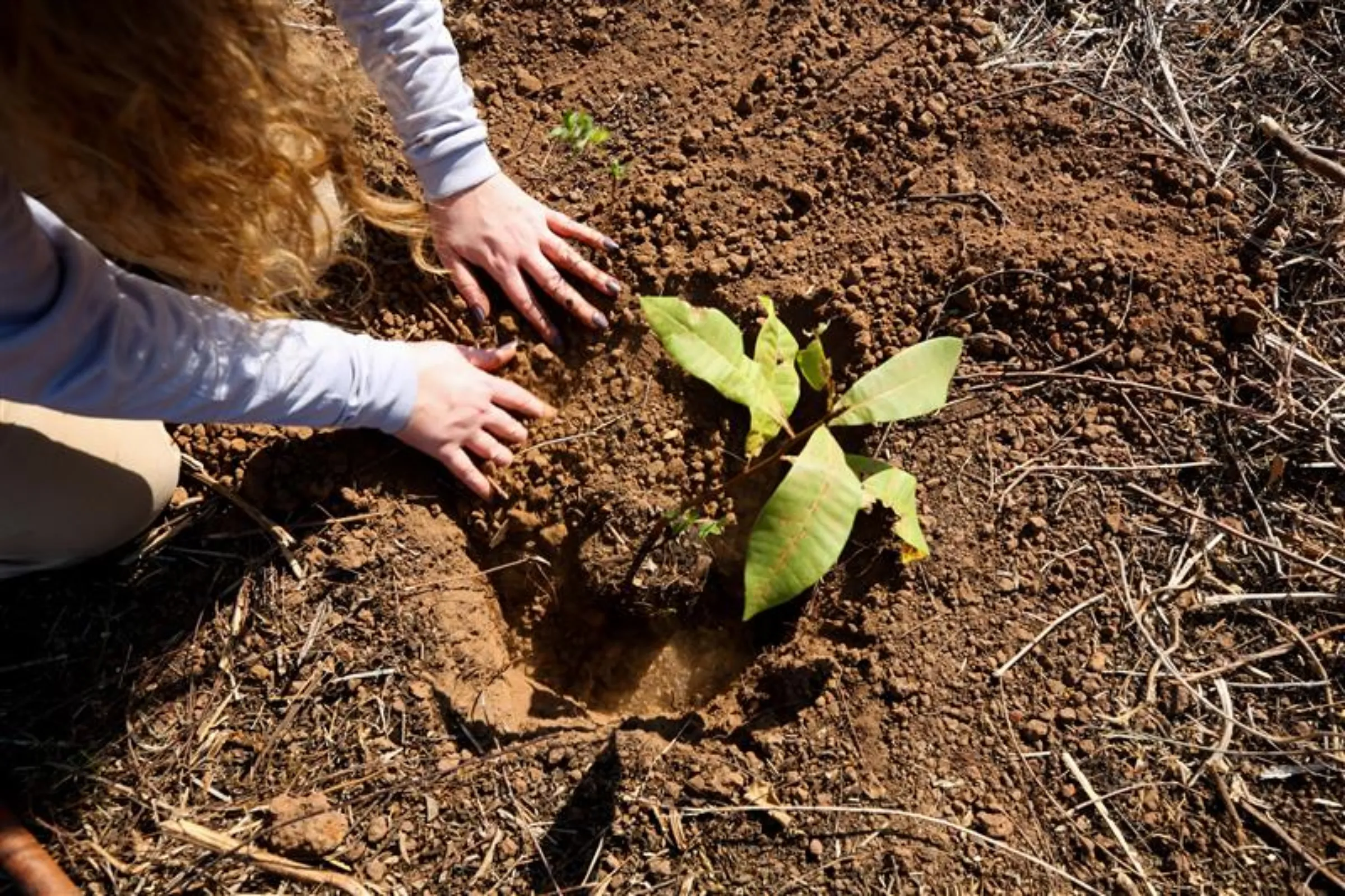 A Black Jaguar Foundation staffer plants a cashew tree sapling at a tree planting training event on a farm, in Santana do Araguaia, Para state, Brazil August 25, 2021. REUTERS/Jake Spring