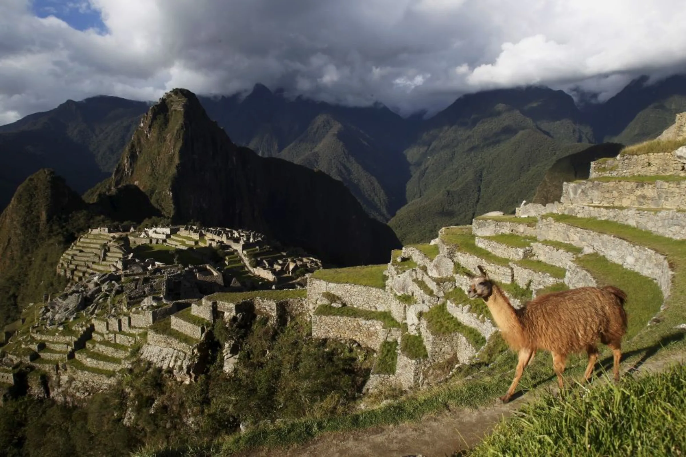 A llama is seen near the Inca citadel of Machu Picchu in Cusco, Peru, December 2, 2014