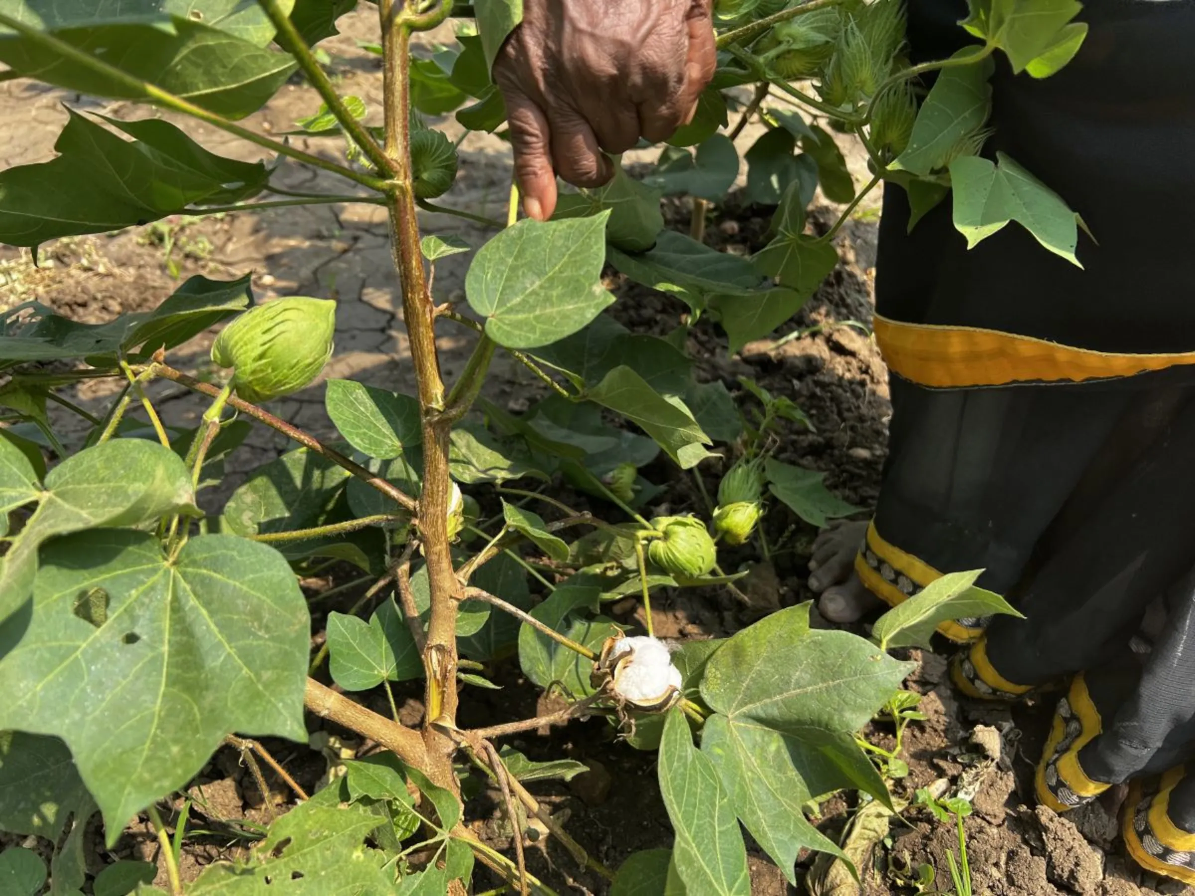 A woman farmer points to a flowering cotton ball in Warangal district, Telangana state, India, October 19, 2023. Thomson Reuters Foundation/Bhasker Tripathi