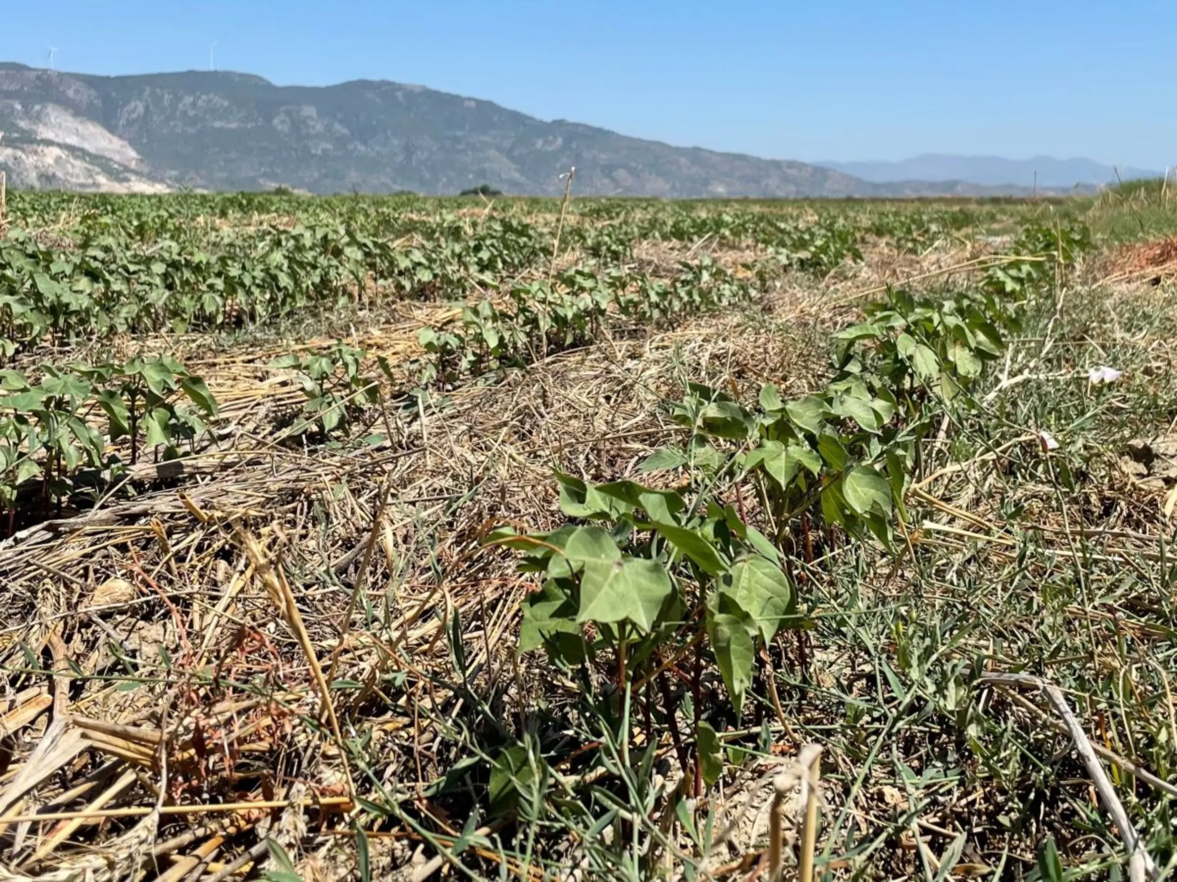 A cover crop of wheat, beans and sugar beat is flattened down between rows of cotton grown using regenerative methods in fields owned by cotton manufacturer Soktas, Soke, Aydin, Turkey. July 17, 2023. Thomson Reuters Foundation/Beatrice Tridimas