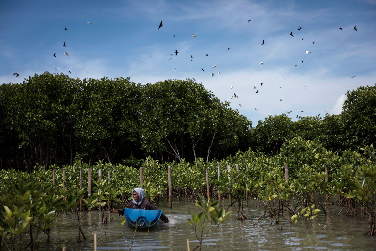 The 'Mother of Mangroves' on saving the Philippines' coastline