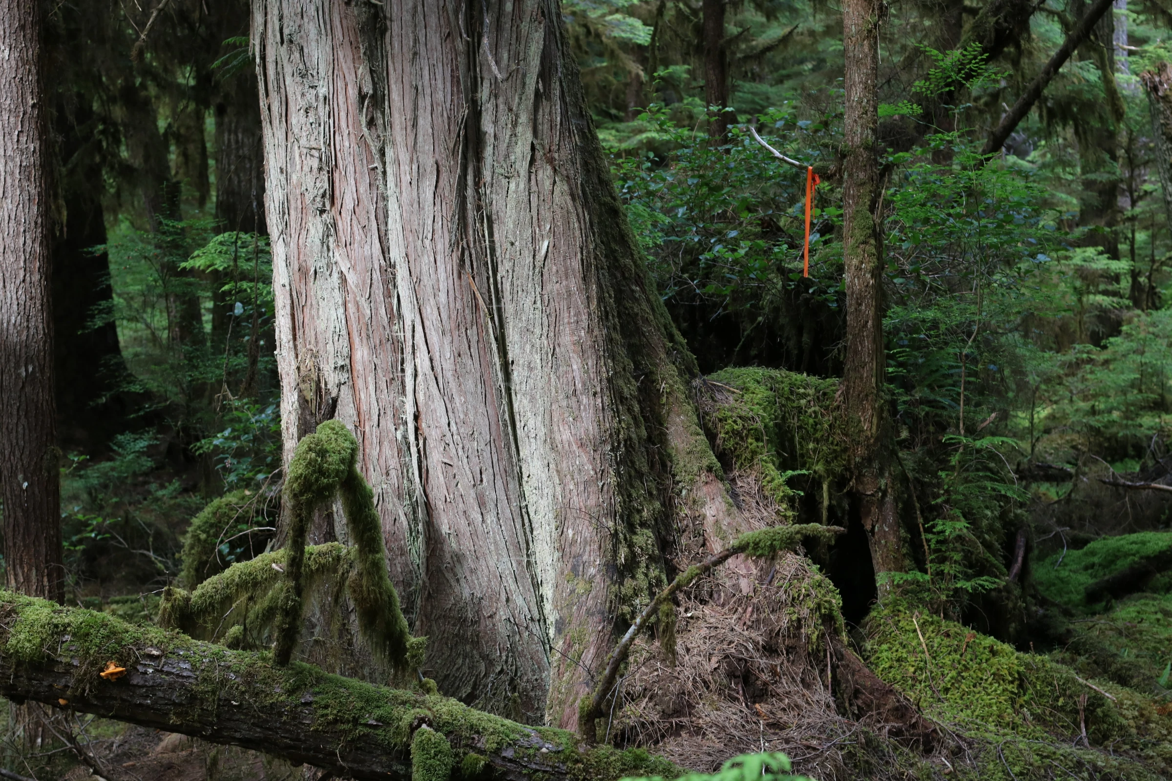 A centuries-old red cedar tree stands tall in the temperate rainforest of Haida Gwaii on Graham Island, Canada. July 25, 2024. Thomson Reuters Foundation/Jack Graham